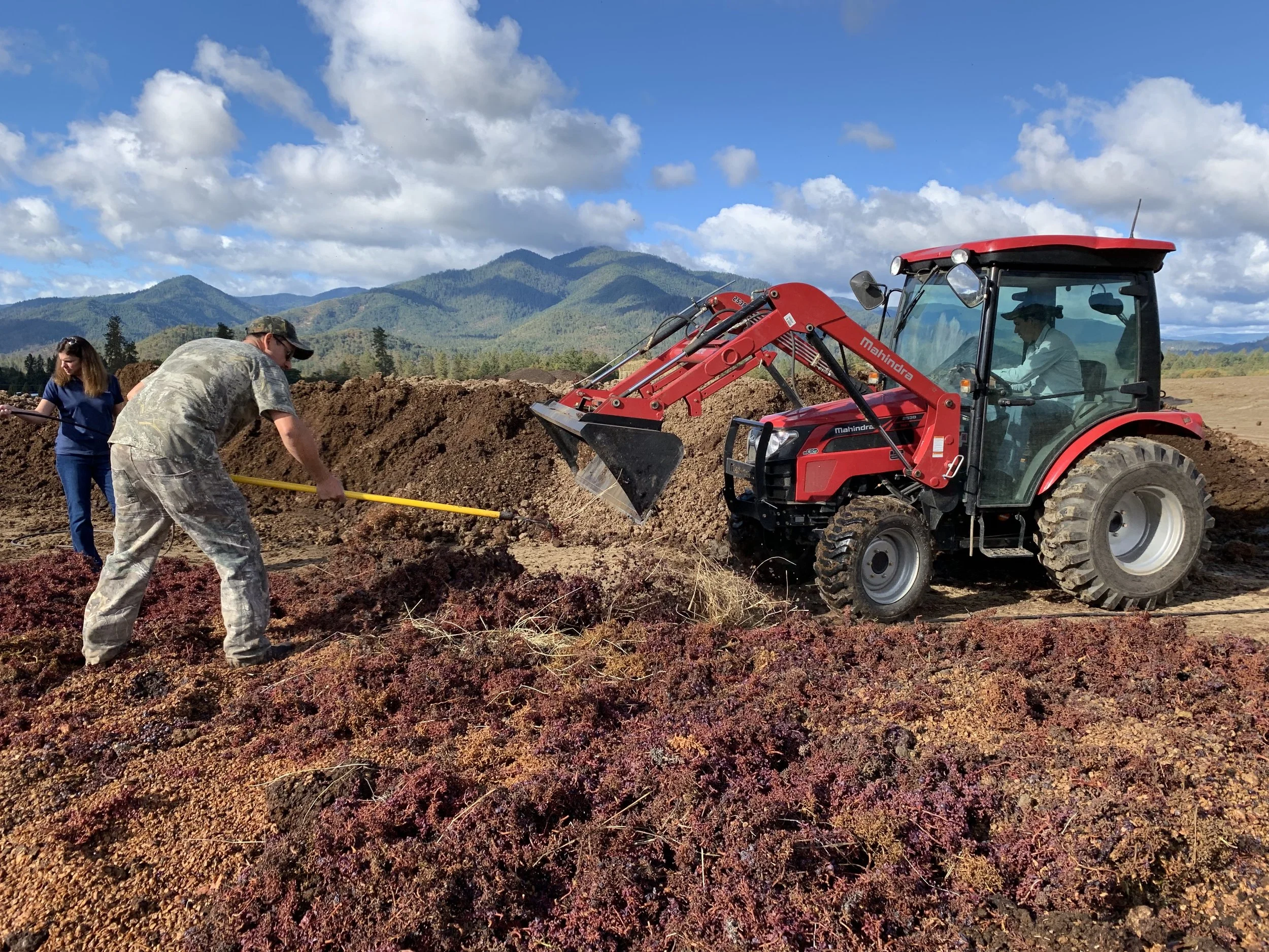 Making Biodynamic compost with our grape skins and stems after pressing during harvest
