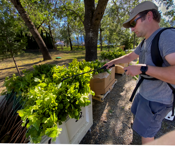 Nate Wall applies BD 507 to new Syrah vines.png