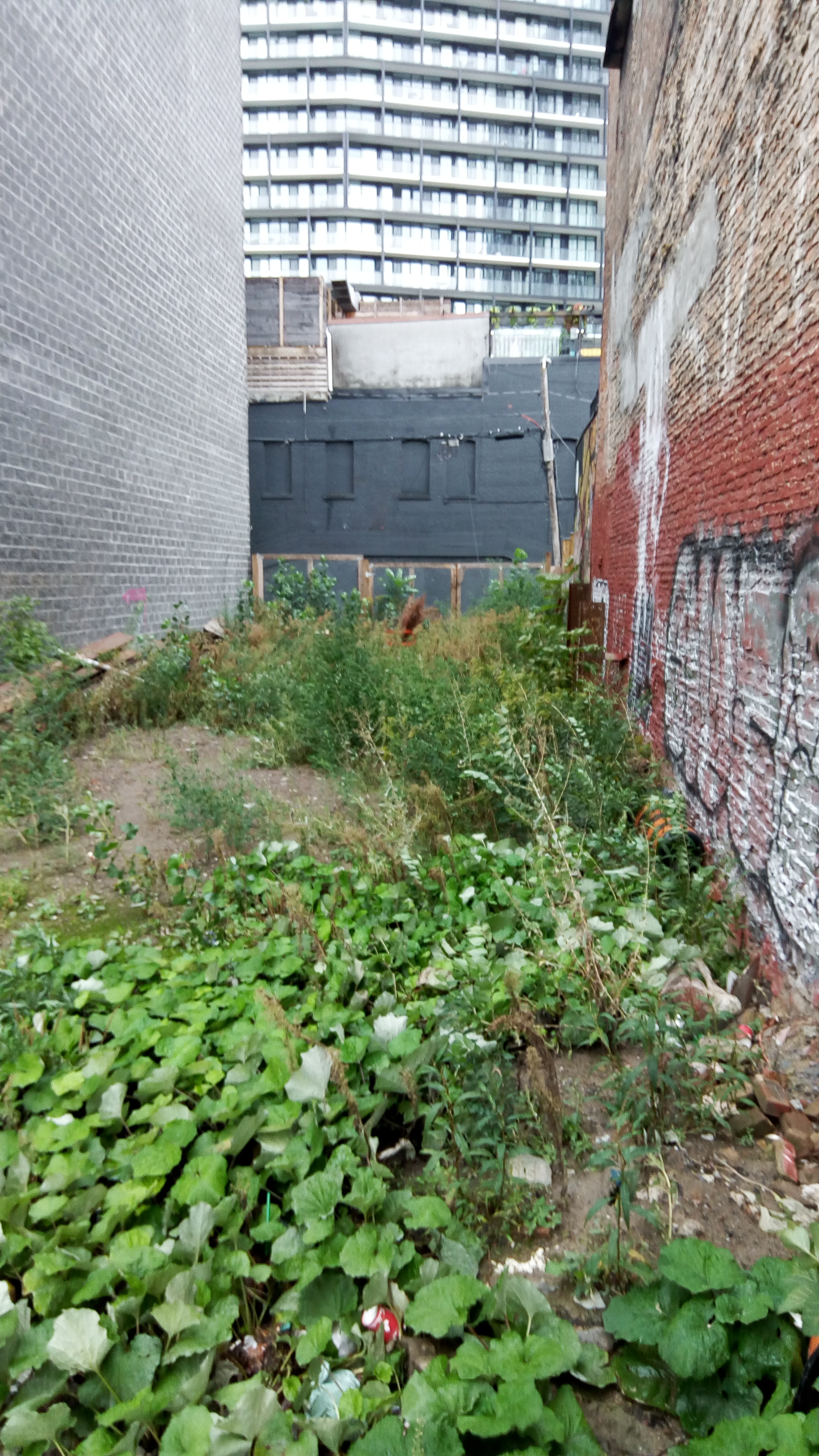 Fallow lot on Queen Street West