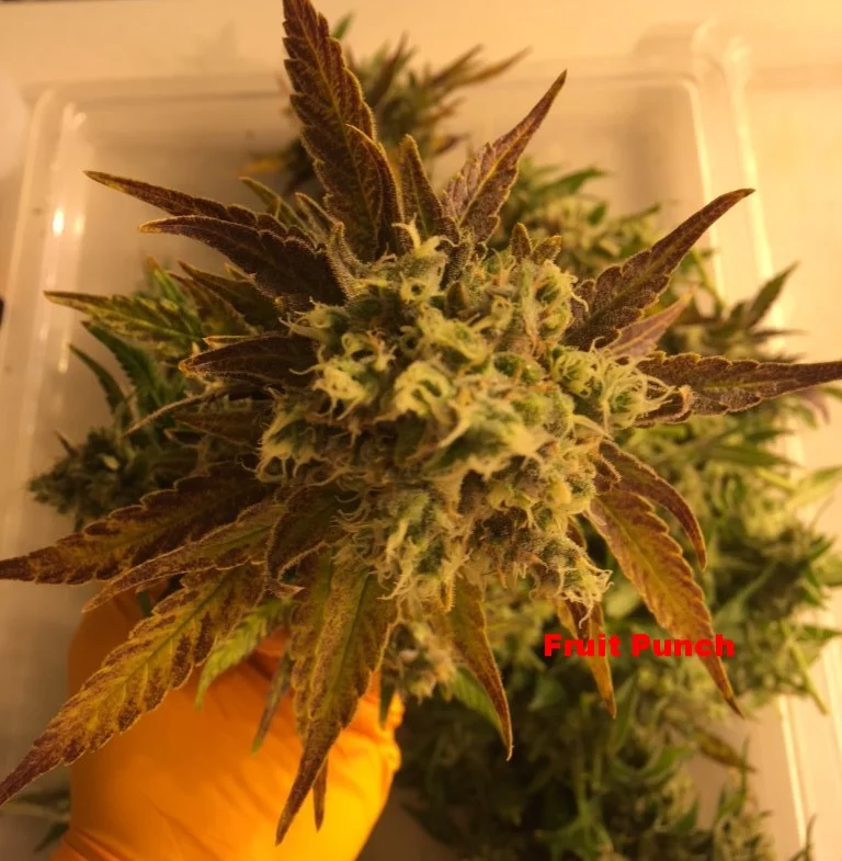 Fruit Punch