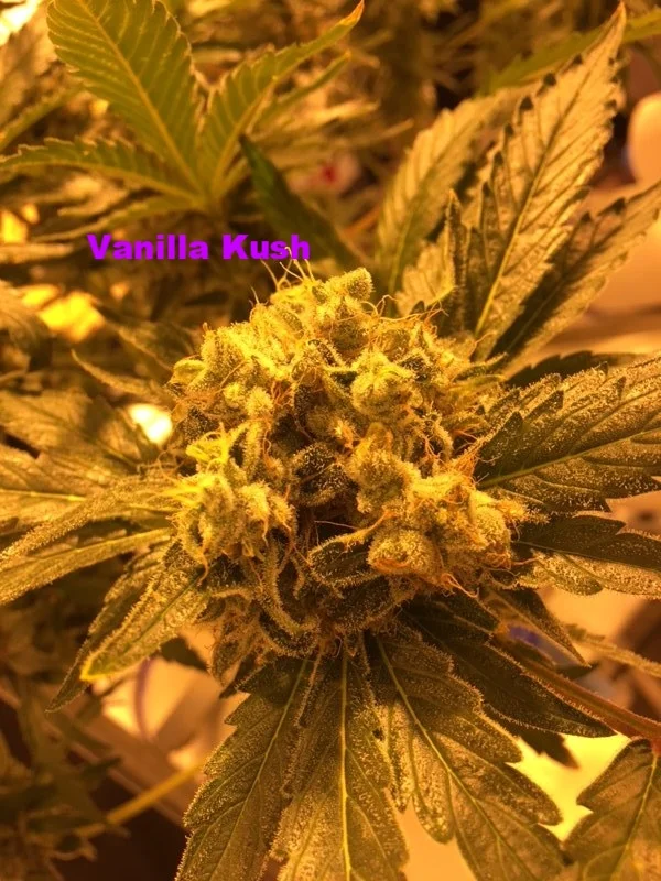 Vanilla Kush