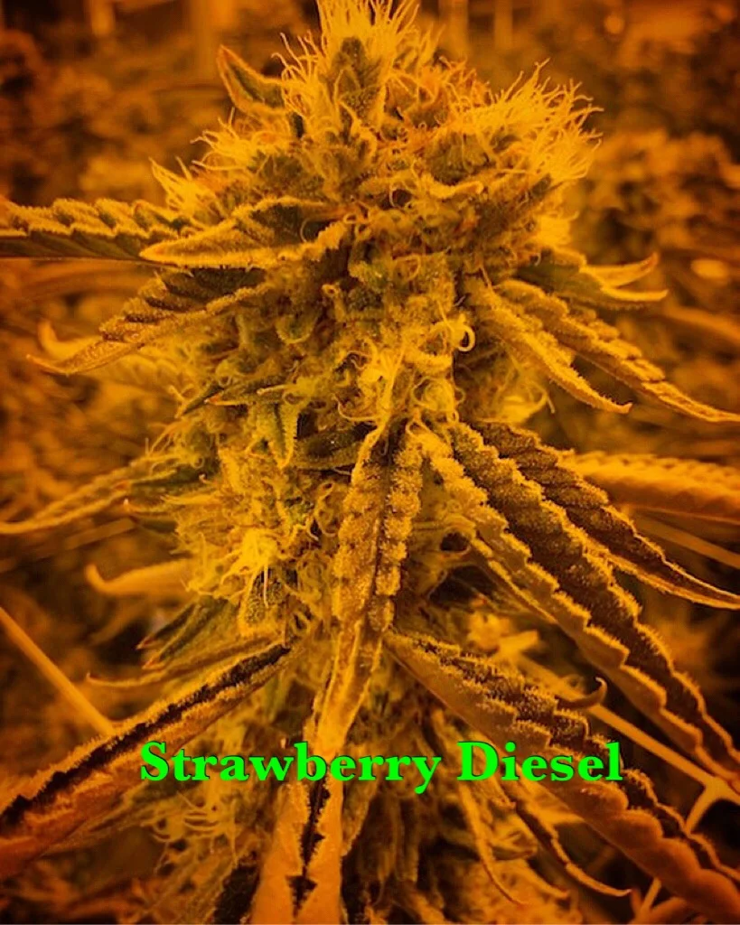 Strawberry Diesel.JPG