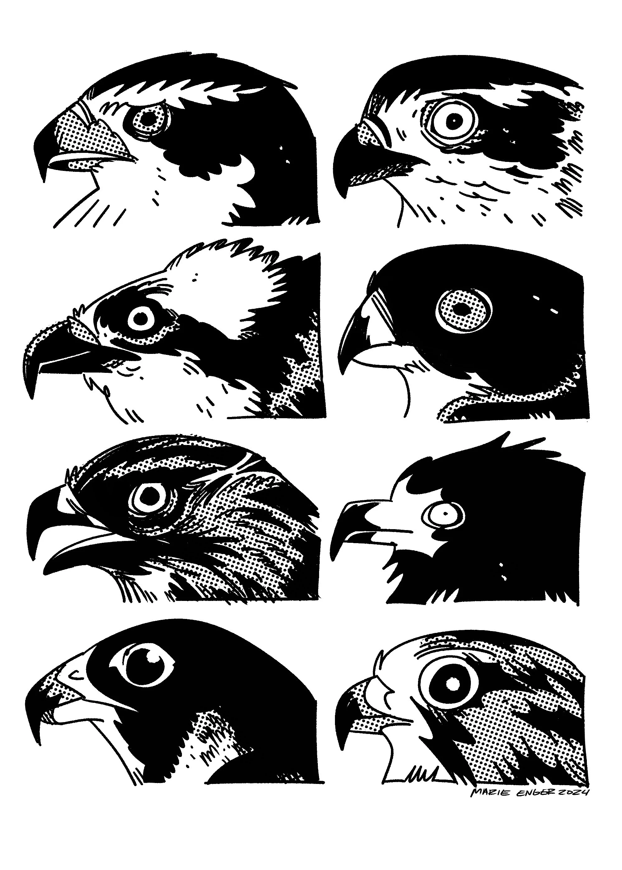 BirdsOPrey.jpg