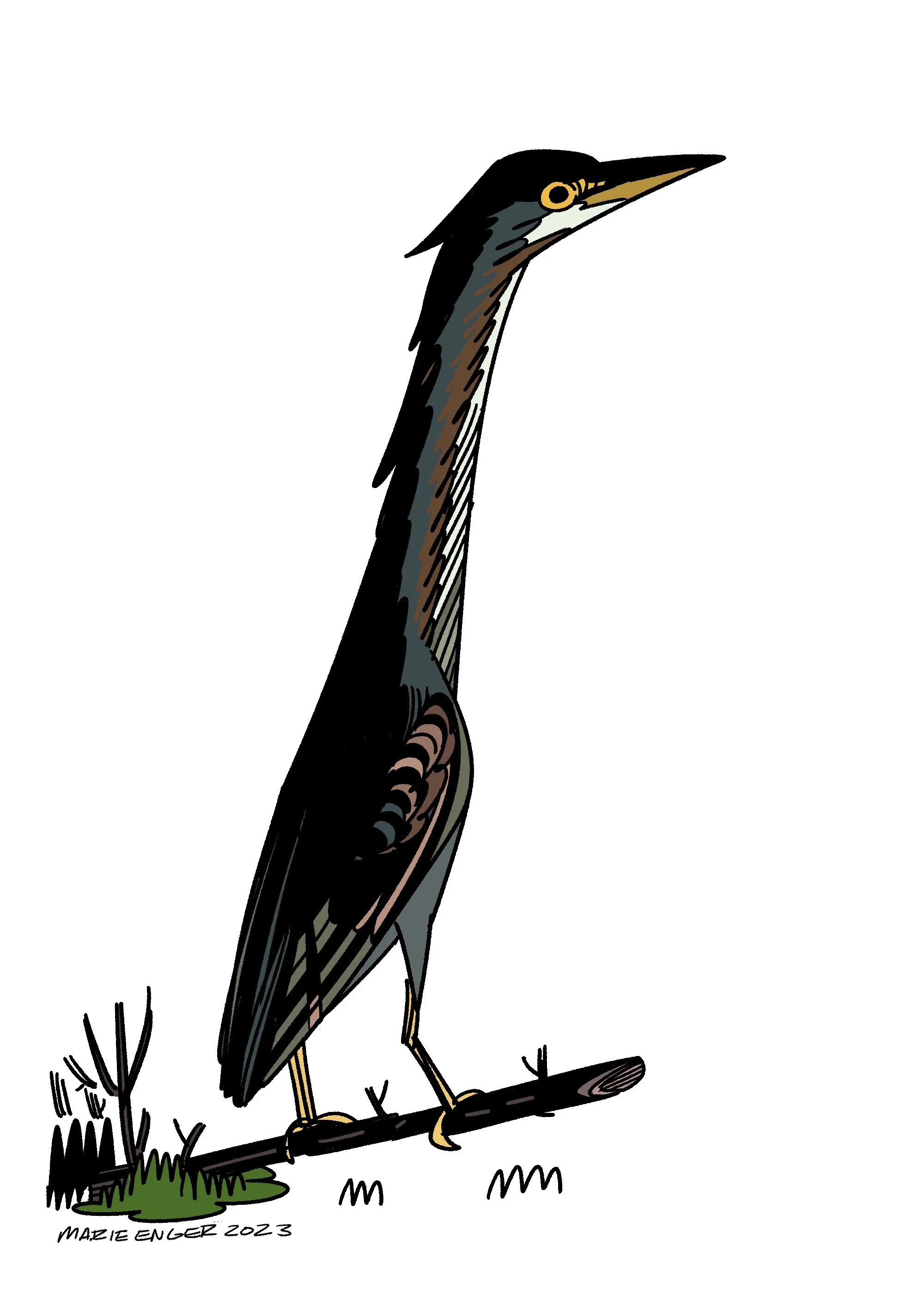 GreenHeron.jpg