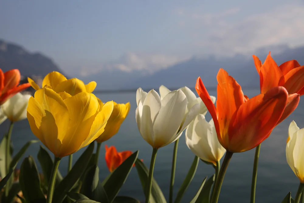 flowers 5 1000px.jpg