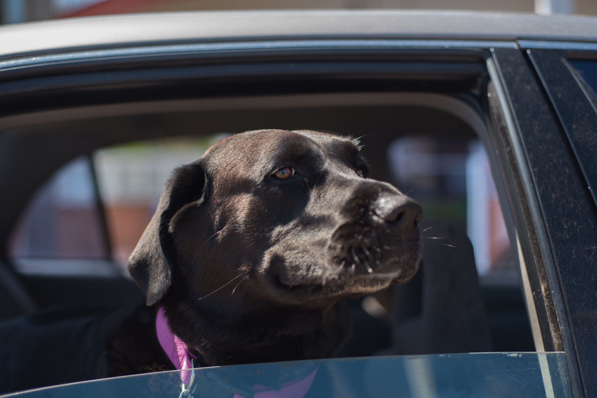 Smiling for the Camera, this dog was also excited to be in the sunny state of Colorado. Taken in Sterling, CO