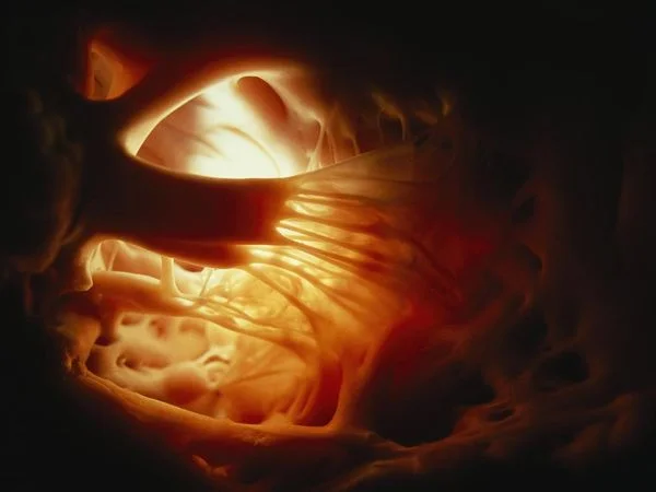 inside-heart_1008_600x450.jpg