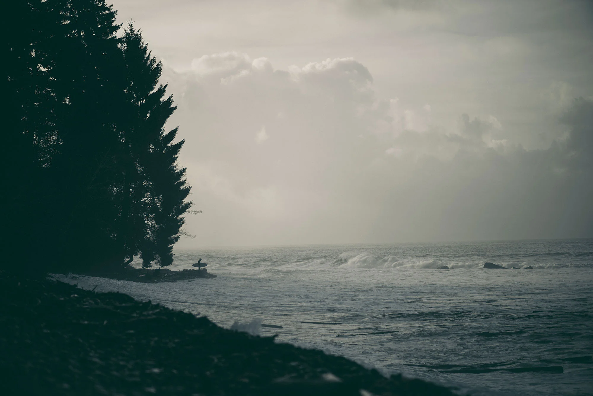 Waves&Trees-tree-coast.jpg
