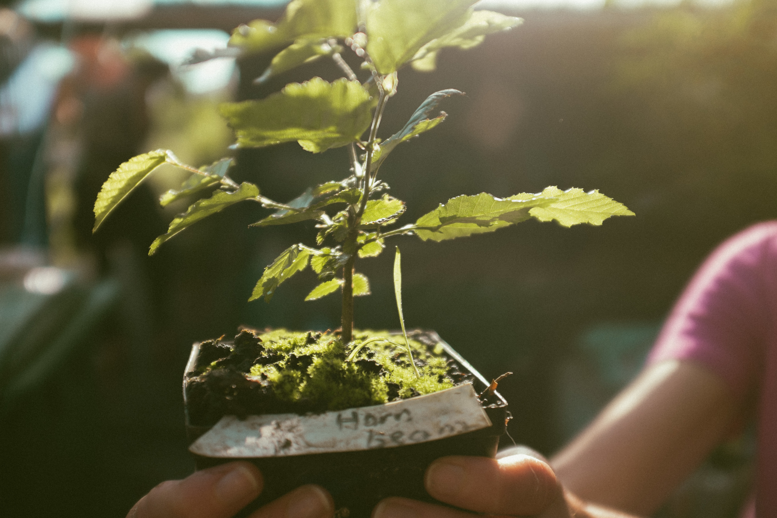 Trees we plant