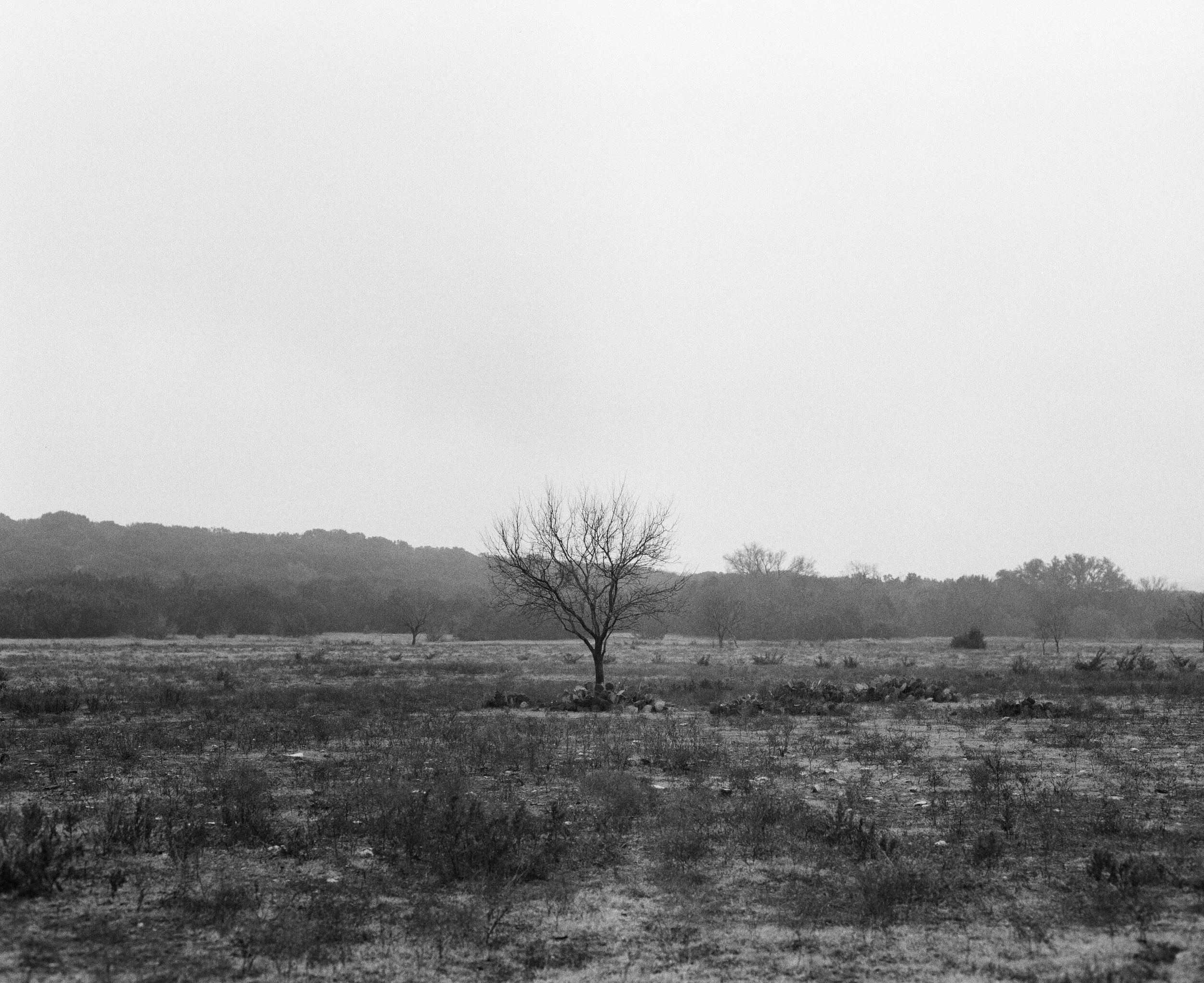 TRUNK FILMS - 1000 trees planted