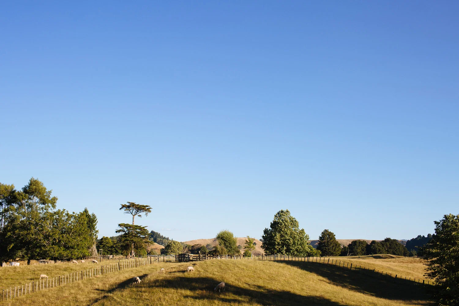 new-zealand-wedding-photography-203.jpg