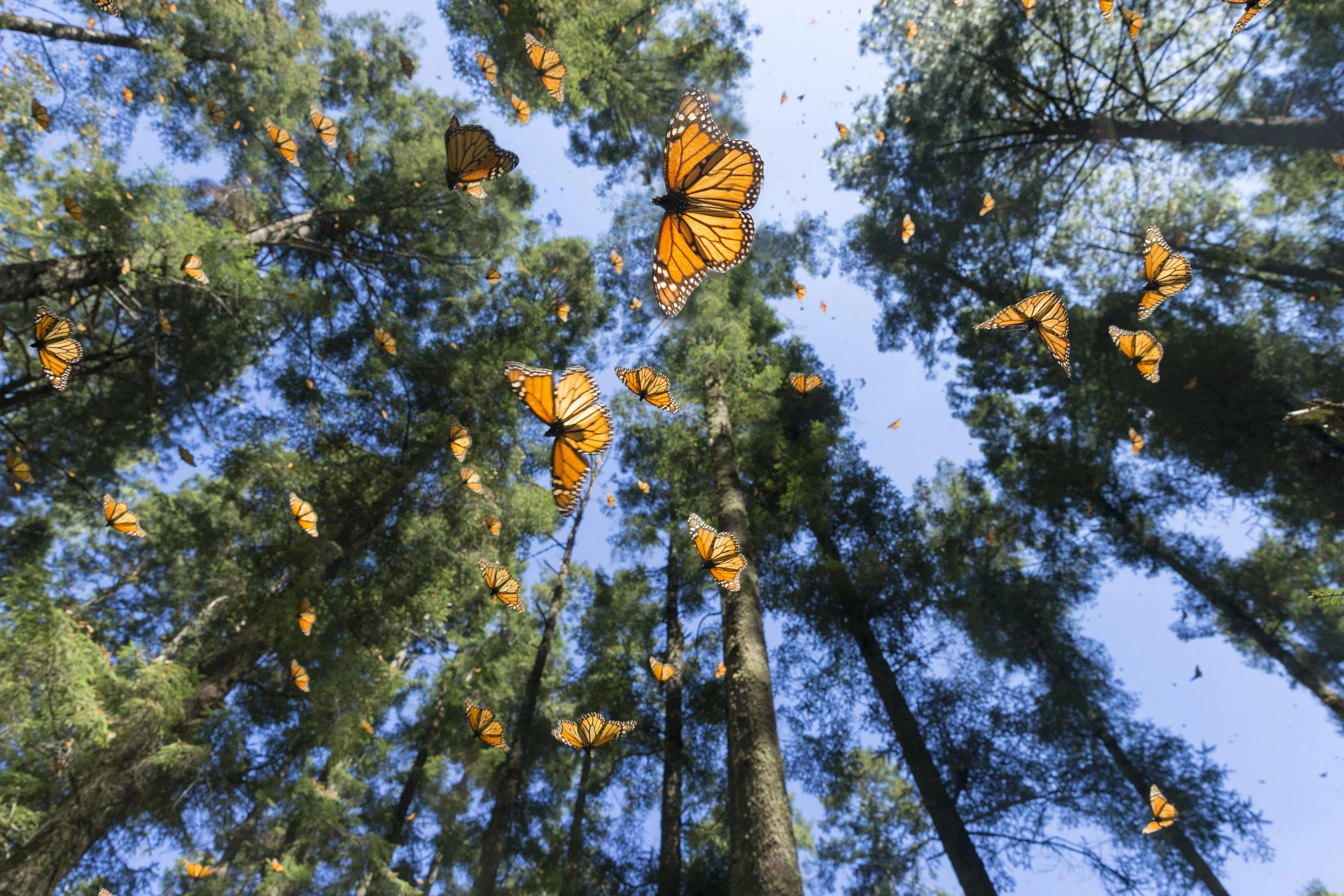 monarch_migration.jpg