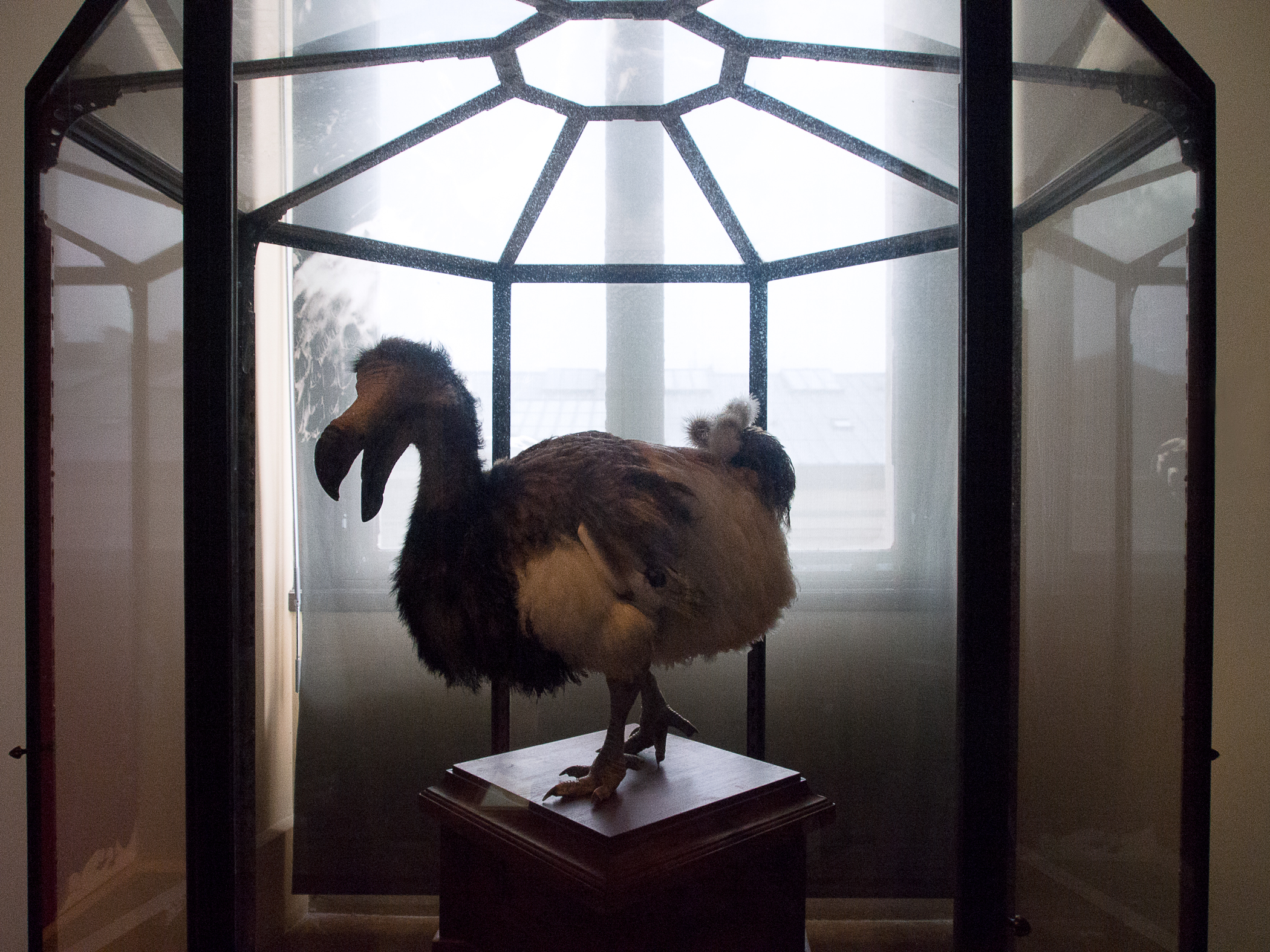 02dodo5250158.jpg