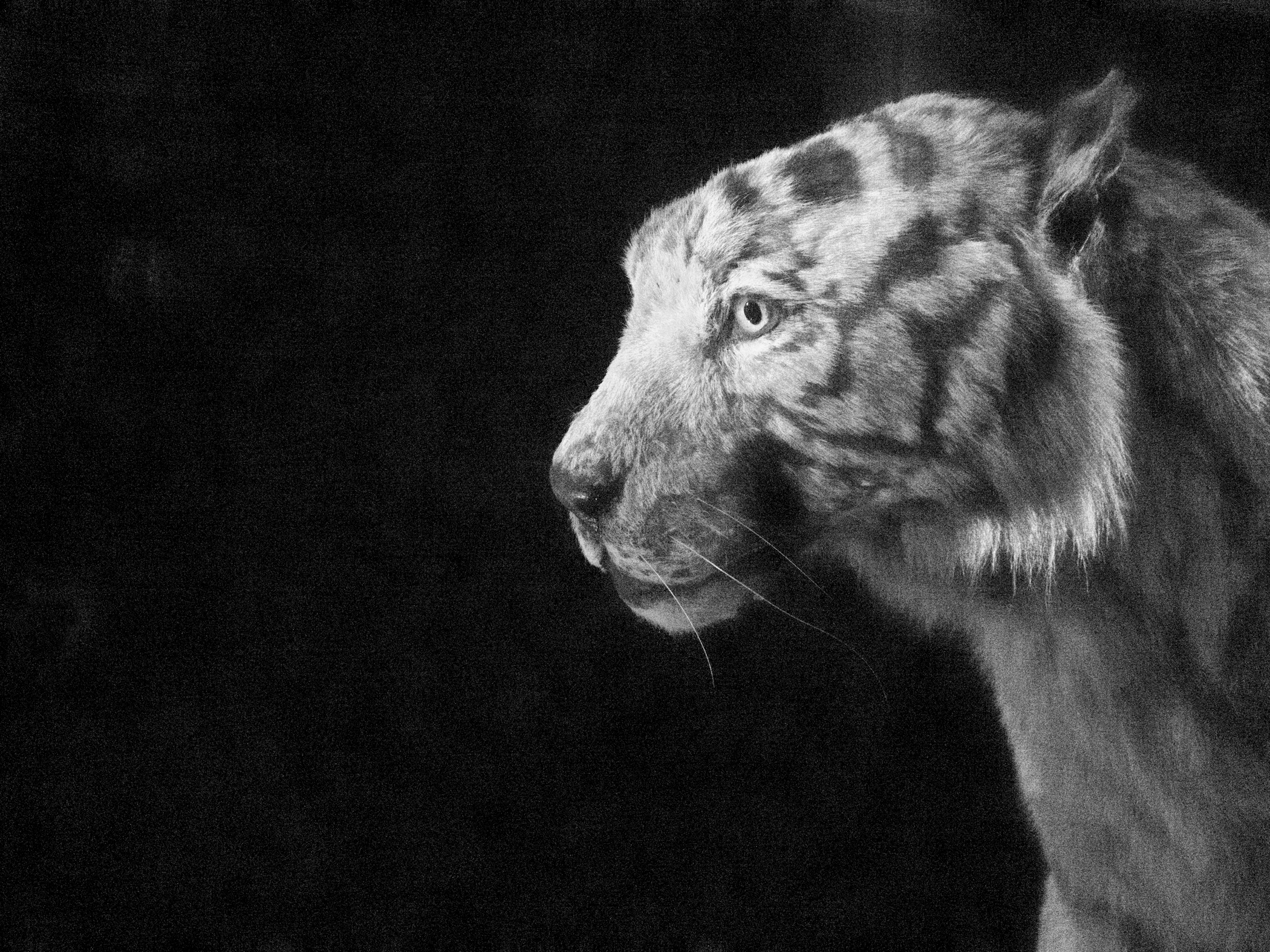 05chinesetigerP5250211.jpg