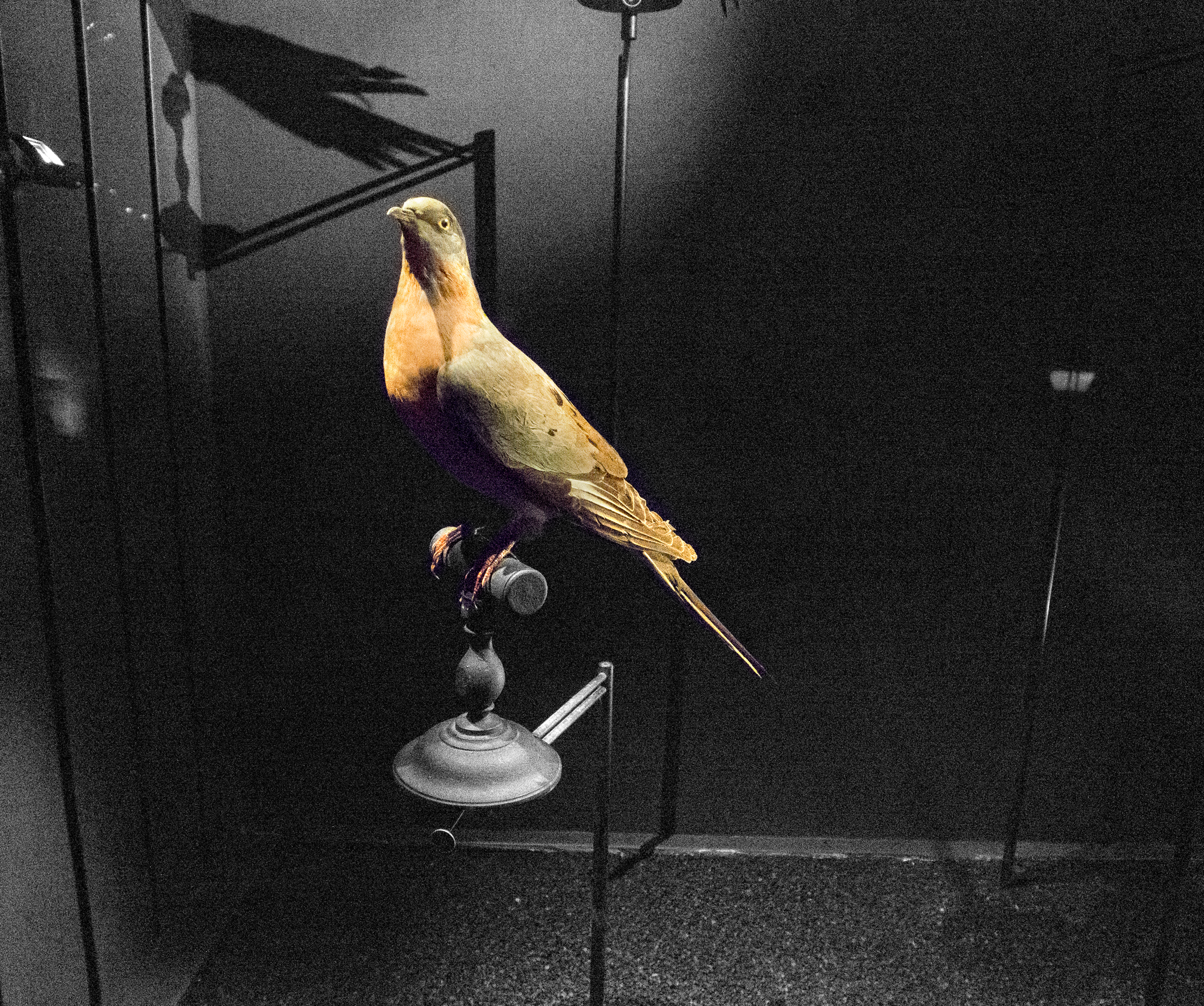 06PassengerPidgeonP5250215bw.jpg