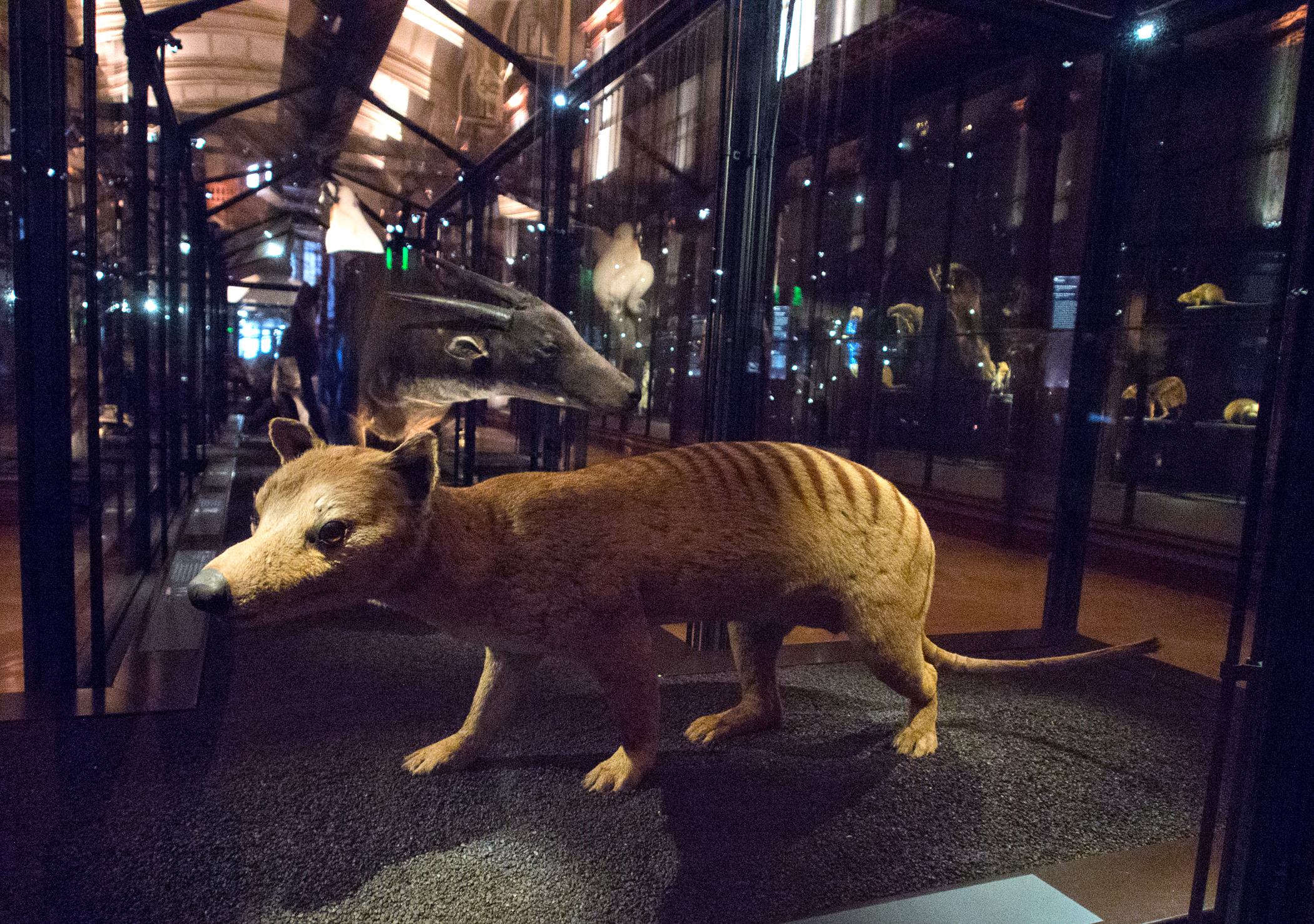 08Thylacine2.P5250245.jpg