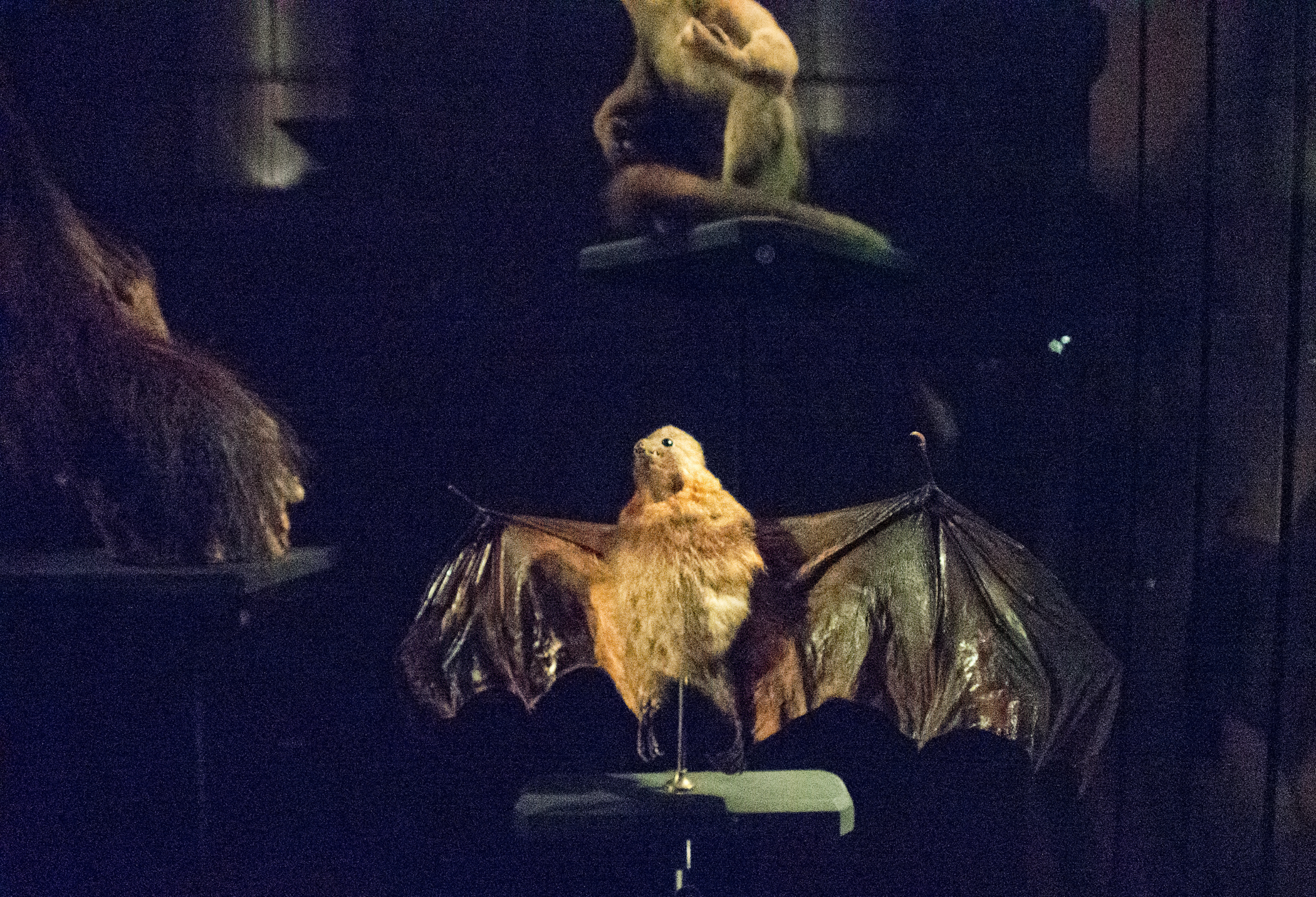 14darkflyingfox.P5250323crop.jpg