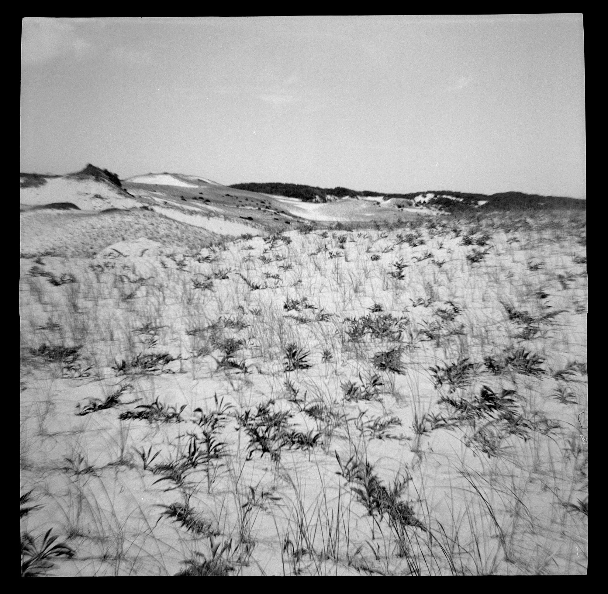 dune foliage.jpg