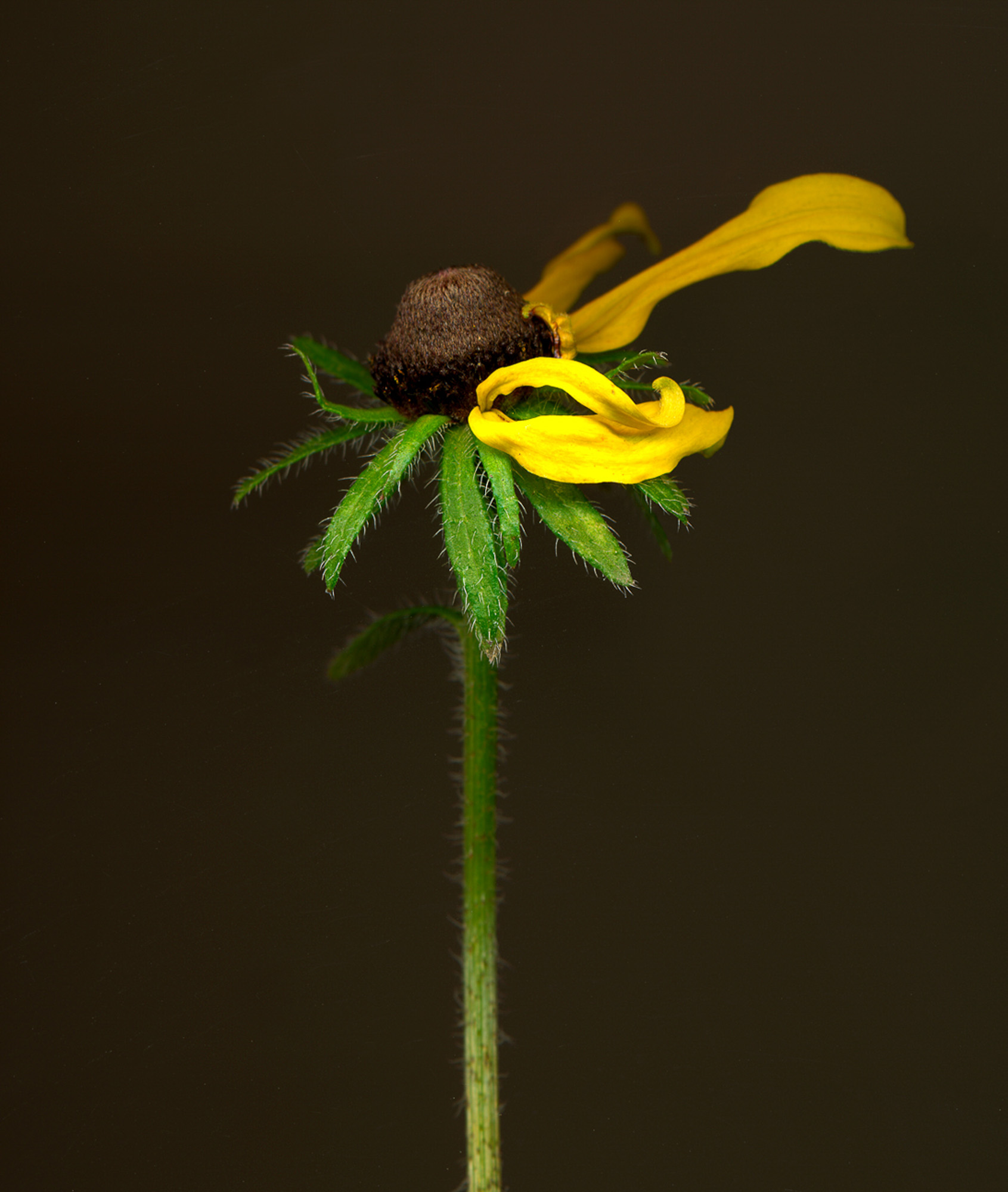 7.tryforos.Rudbeckia.jpg