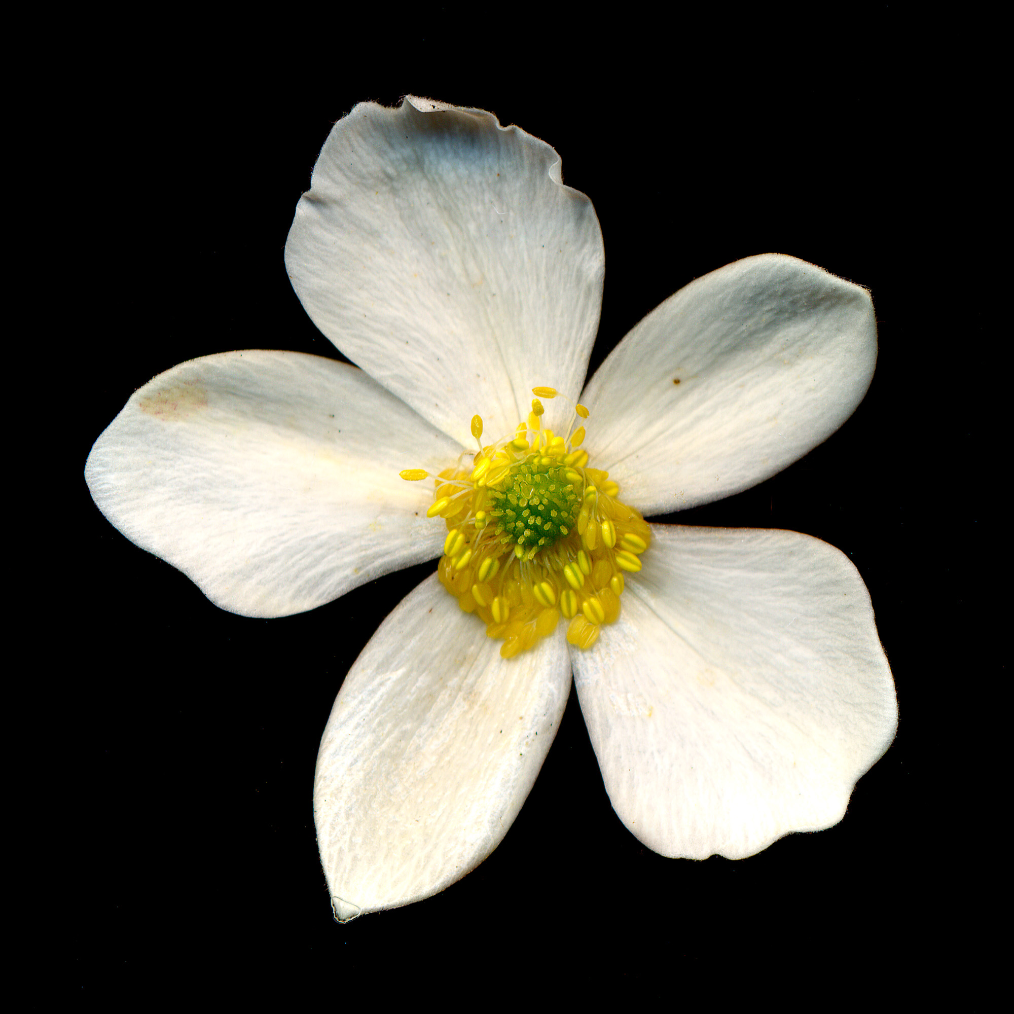 anemone.jpg