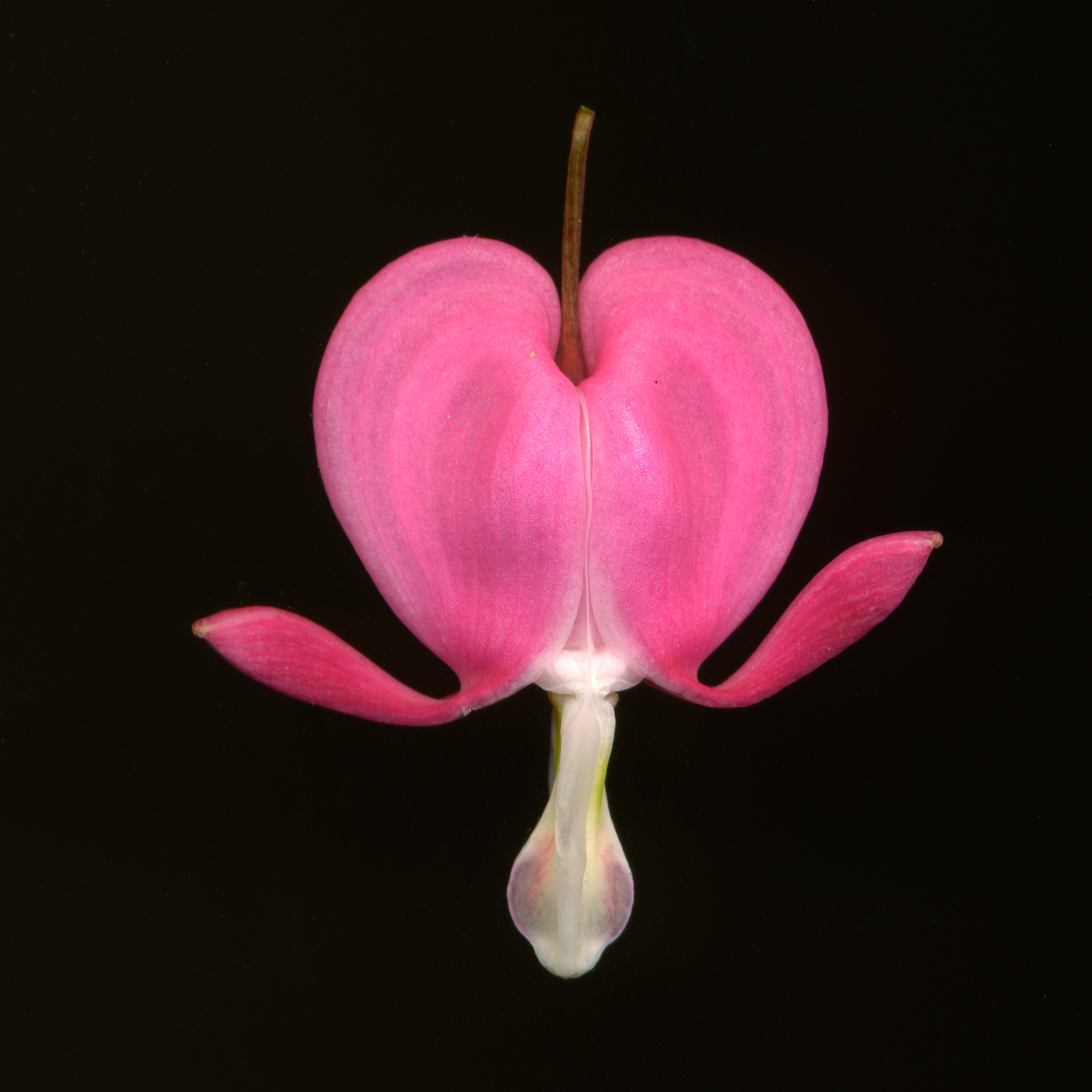bleeding heart 3.jpg