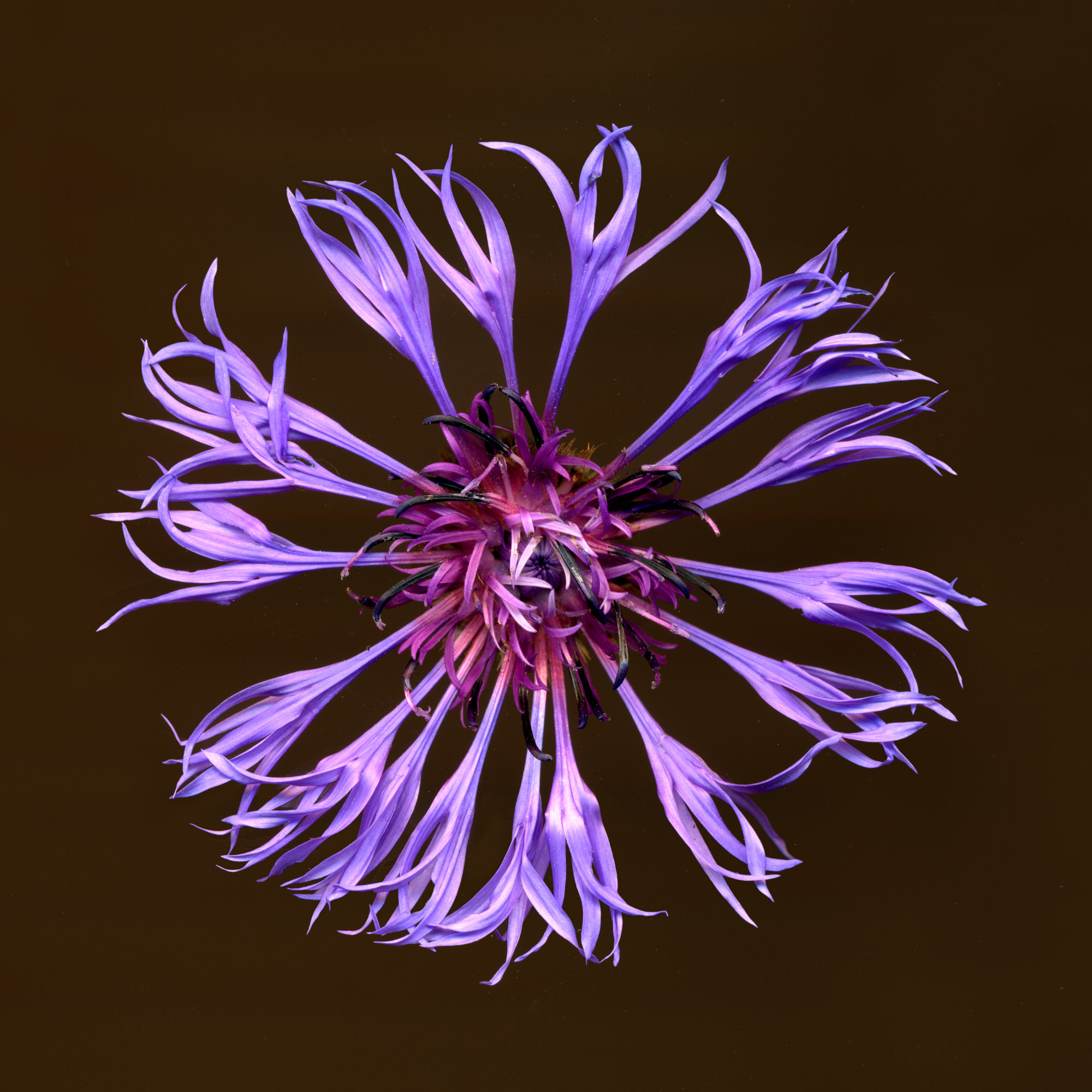 centaurea.1.jpg
