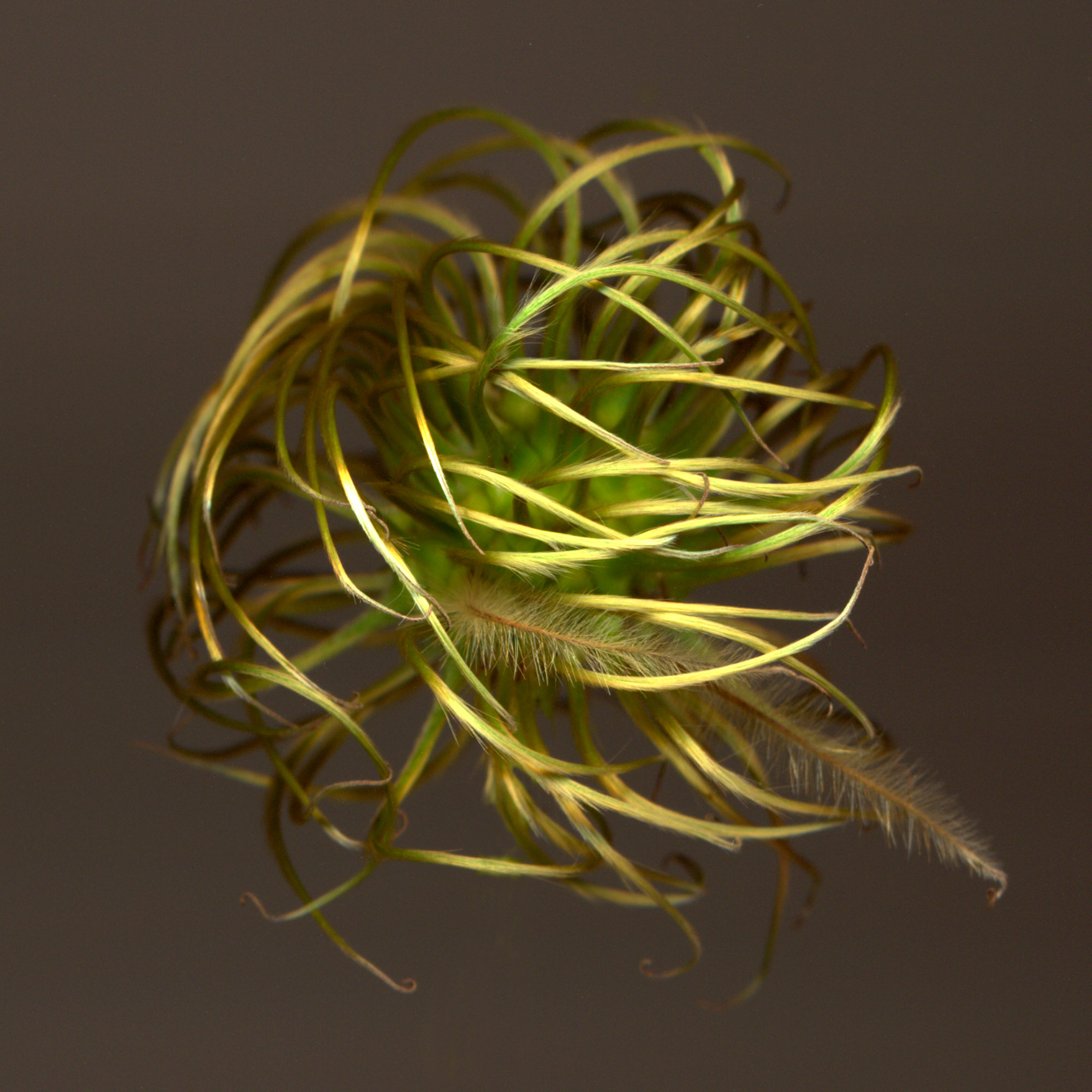 clematis01.jpg