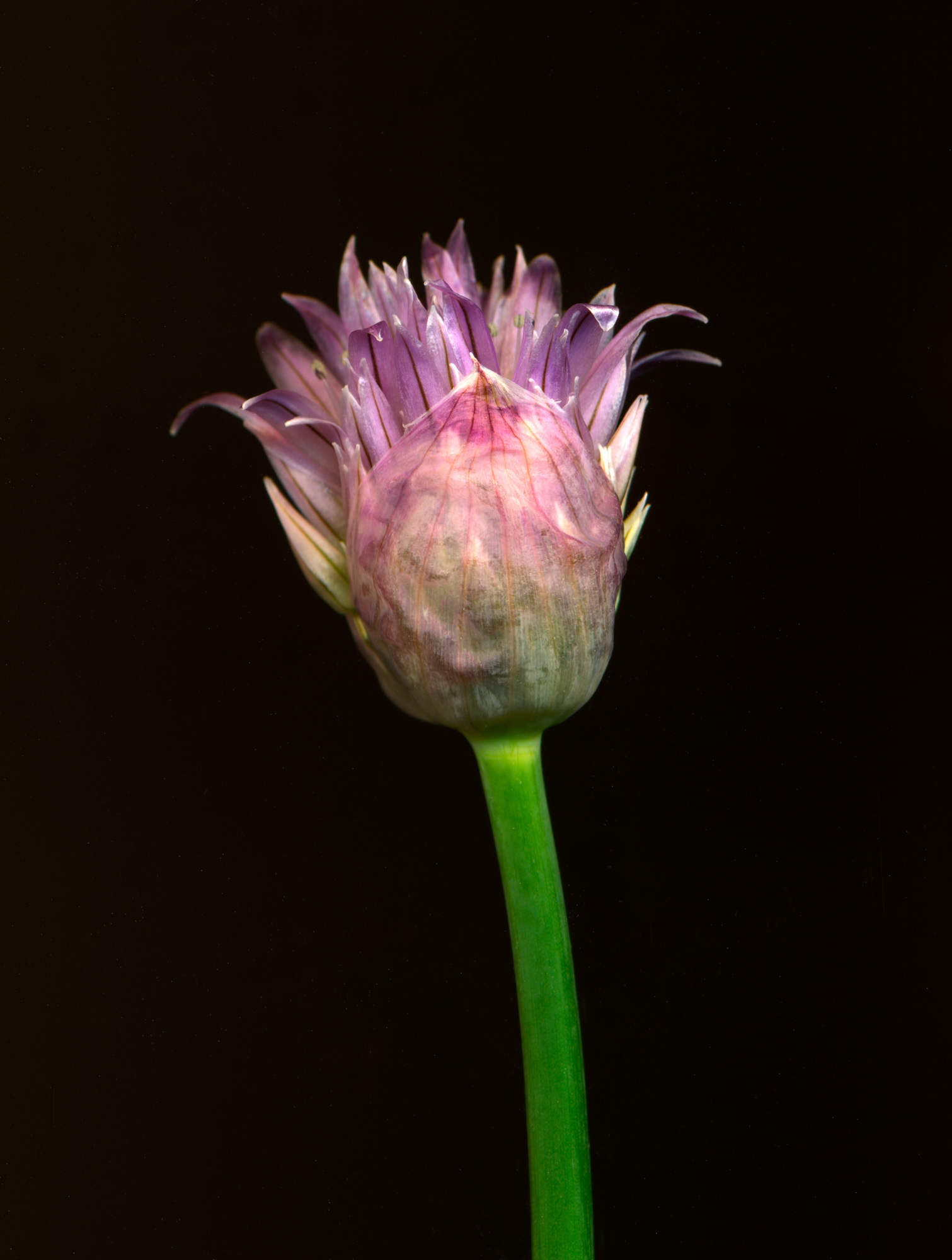 chiveflower10deanne.jpg