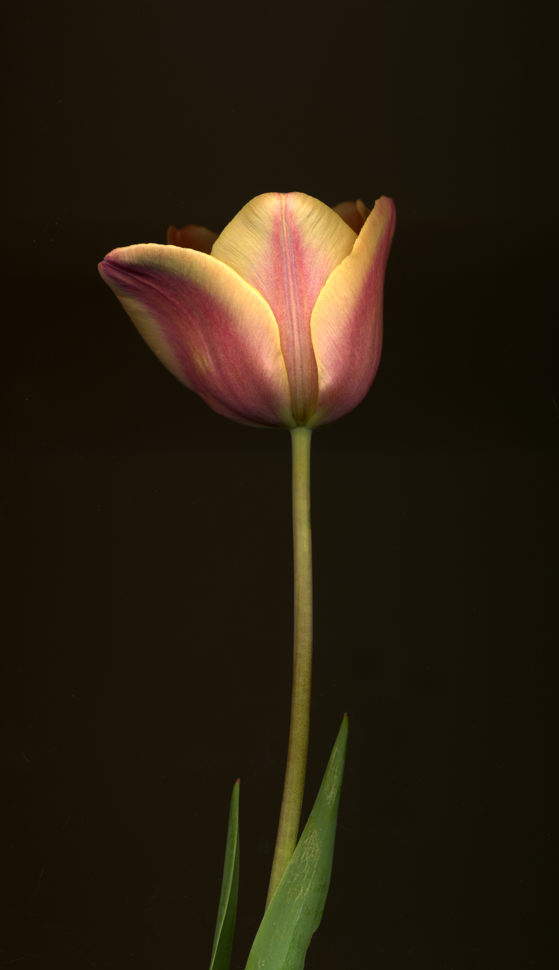 coral tulip4.jpg