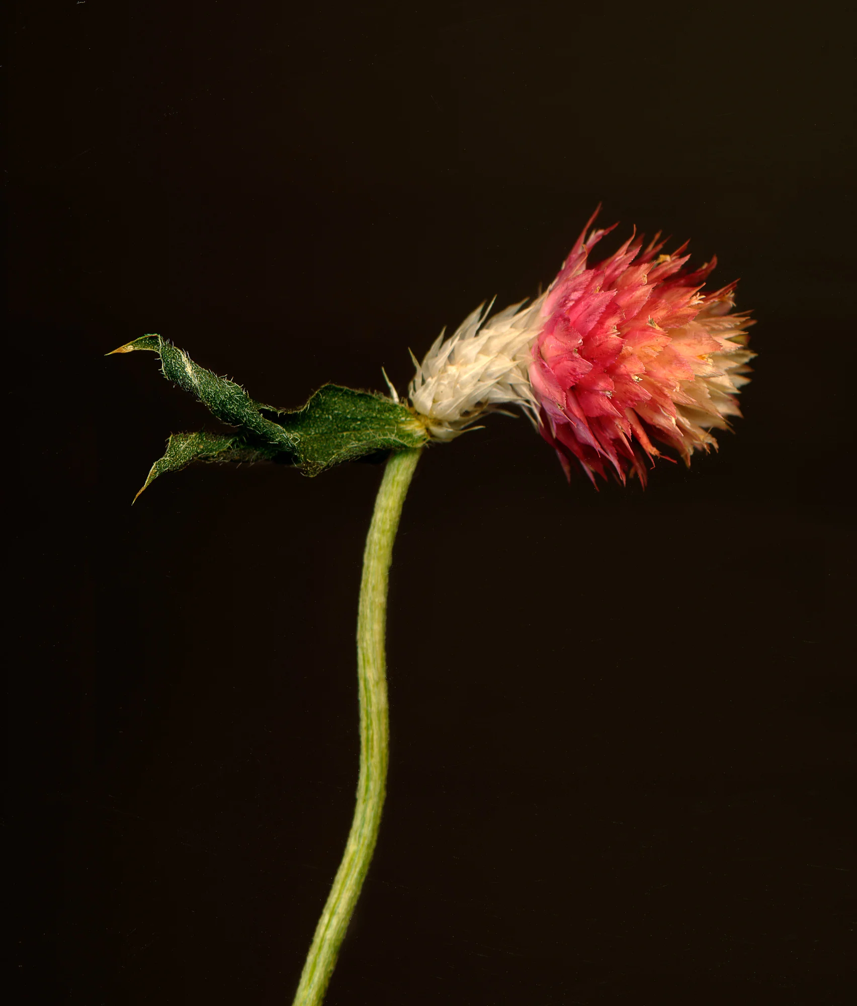 gomphrena2vertical final2.jpg