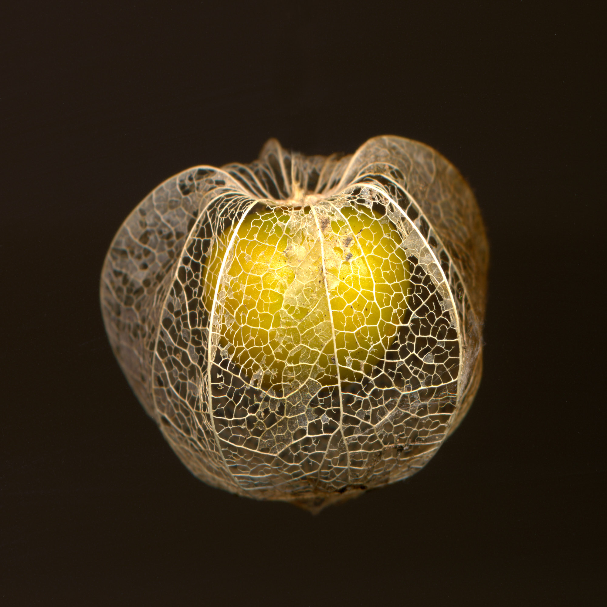 groundcherry.mt.1 square.jpg