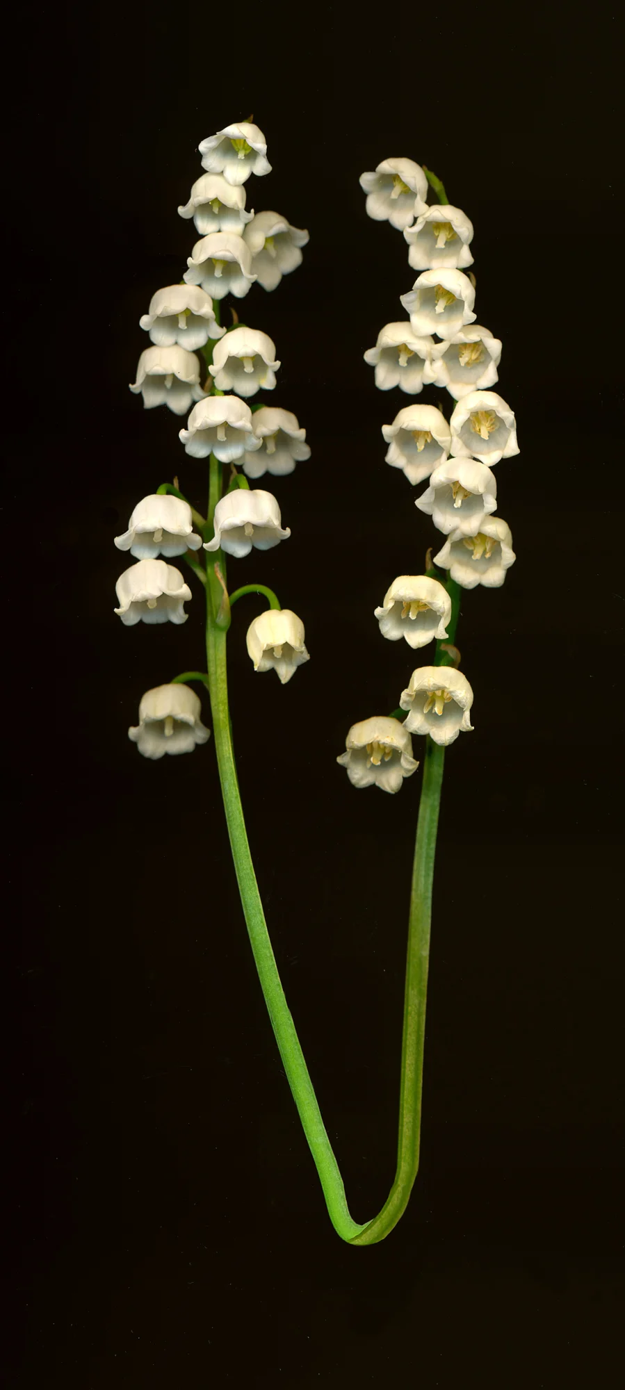 lilly of the valley.conjoined.jpg