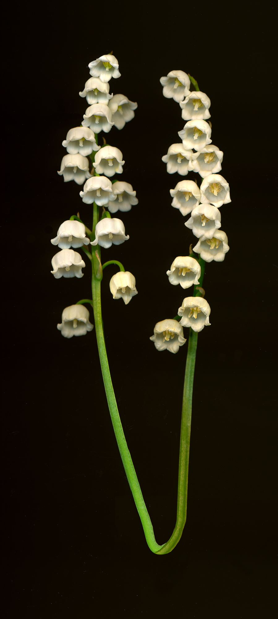lilly of the valley.conjoined.jpg