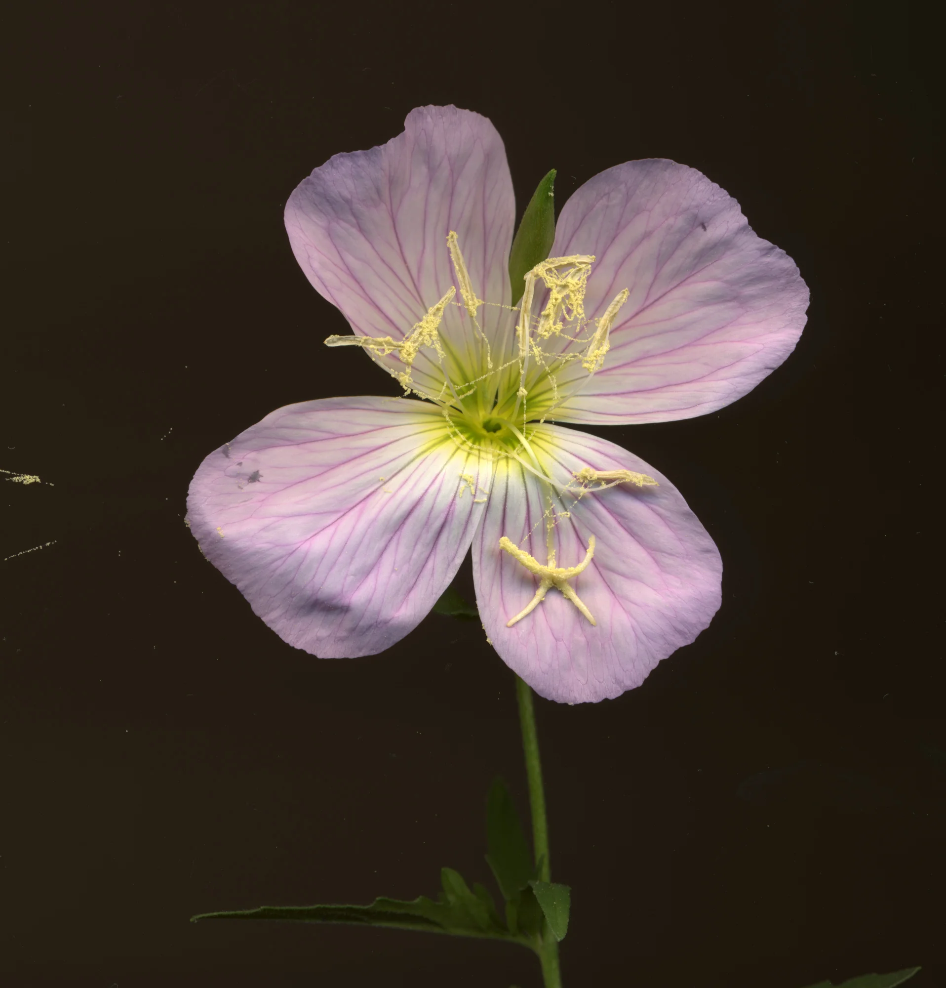 marsh mallow2.jpg