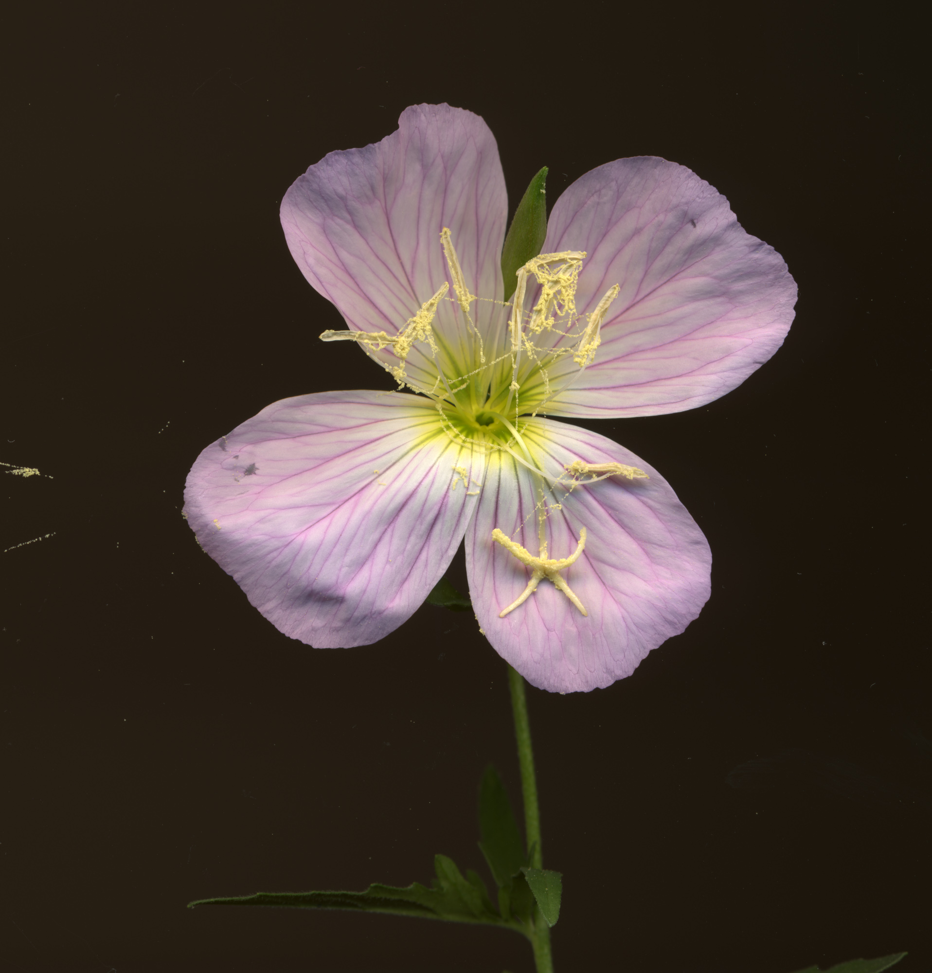 marsh mallow2.jpg