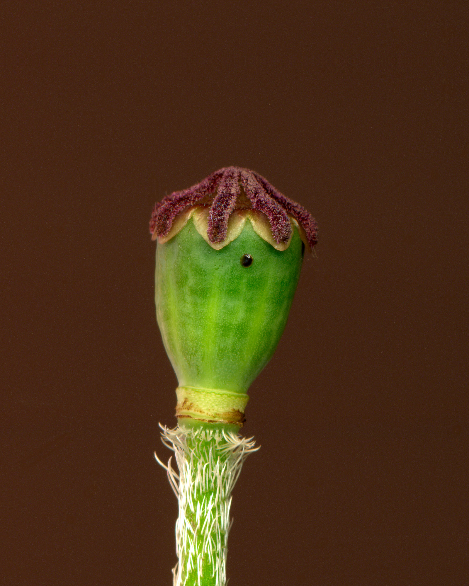 papaver02.jpg