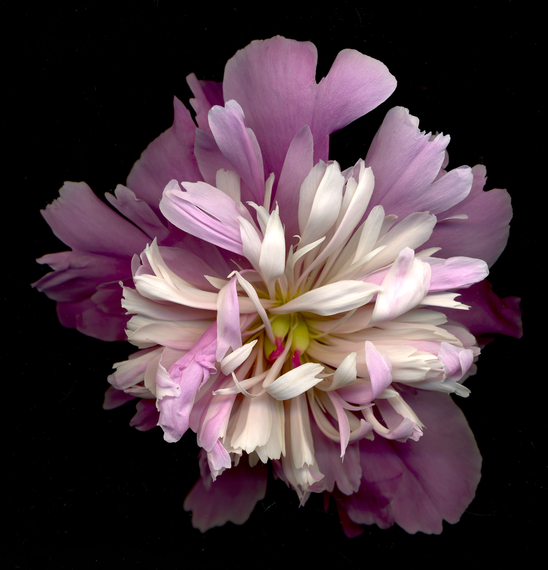 peony3.jpg
