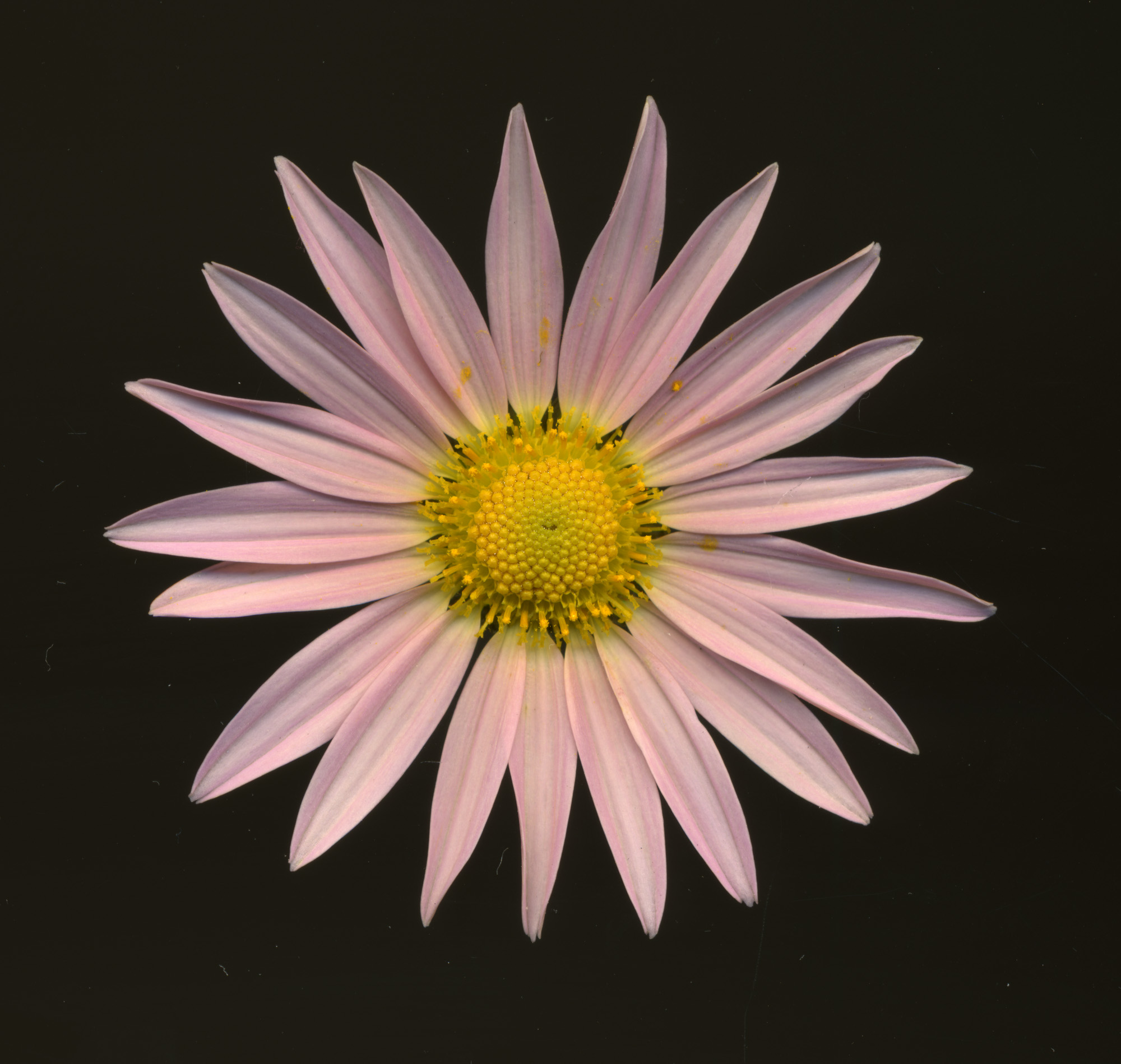 pink daisy 1.jpg