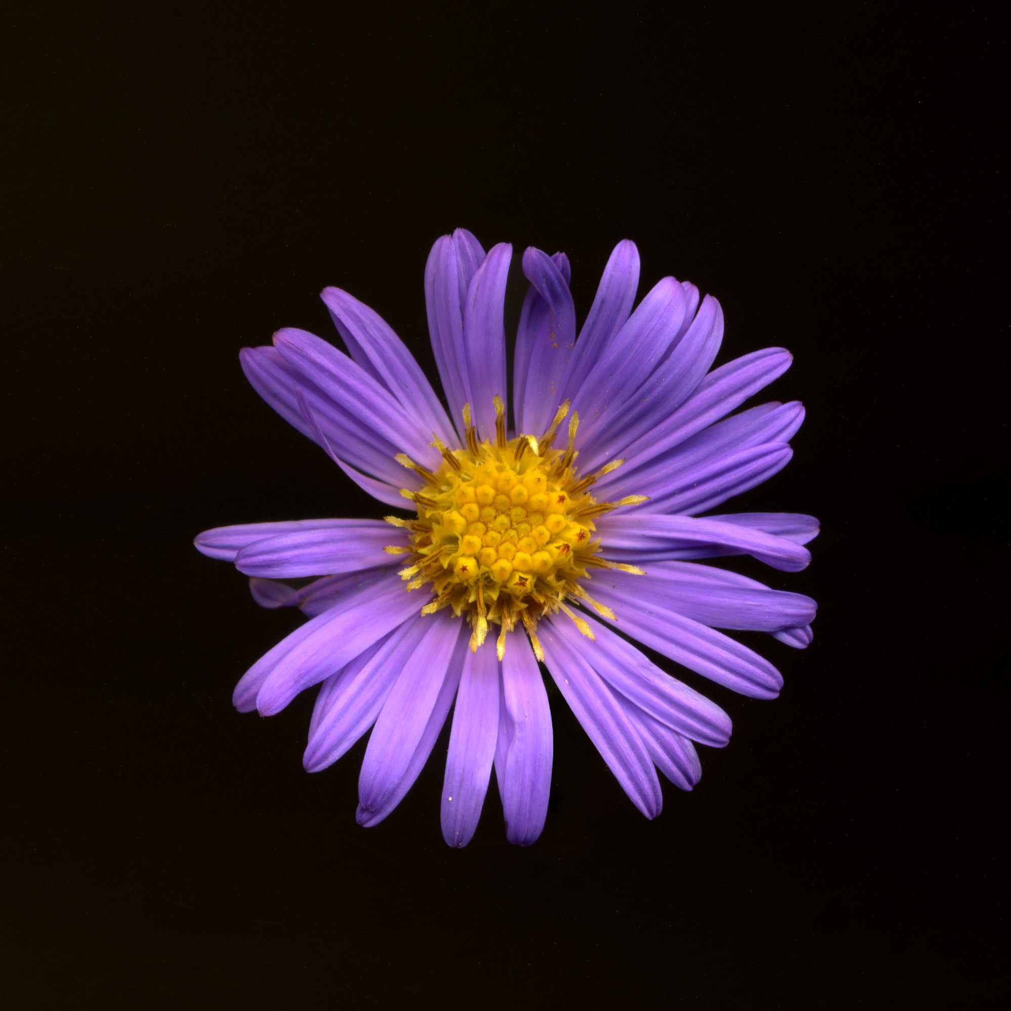 purple aster004.jpg