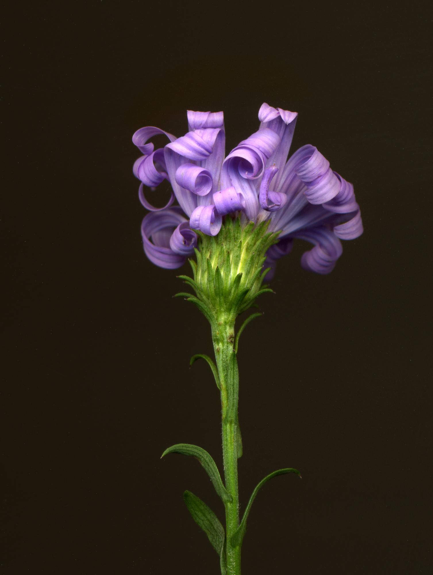 purple aster009.jpg
