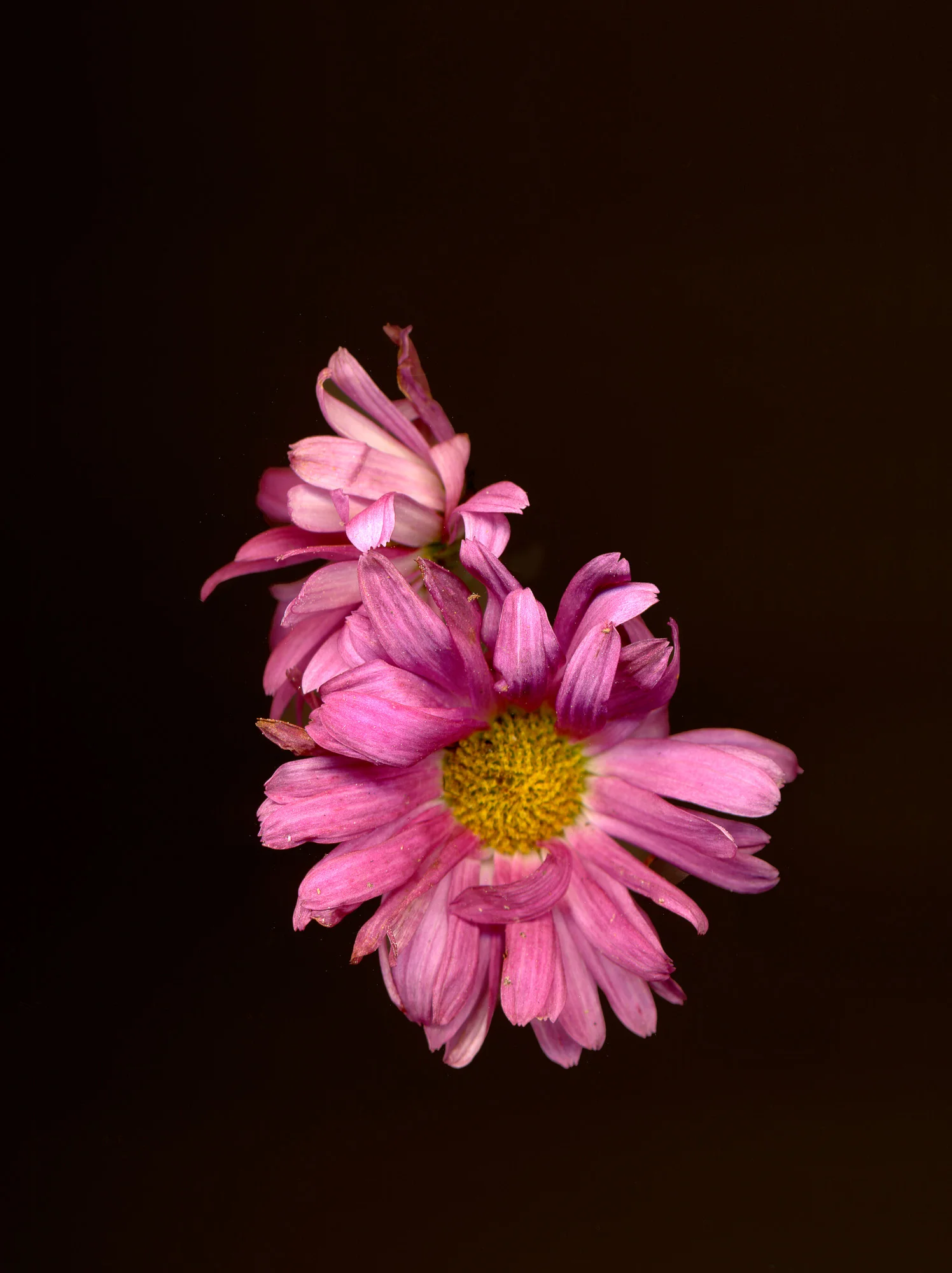 purplish yellow mum vertical.pop.2015.jpg