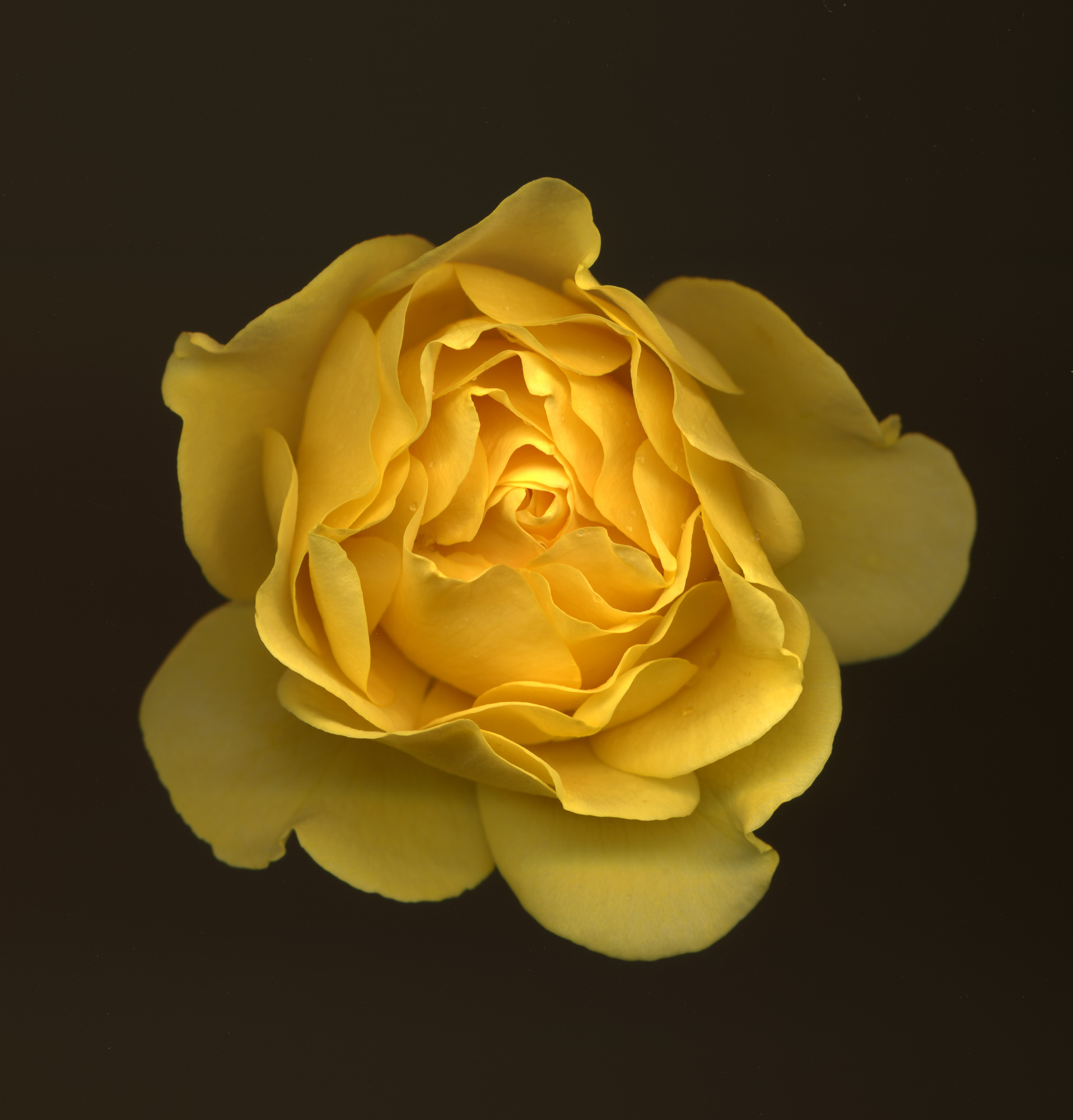 yellowrose5.jpg