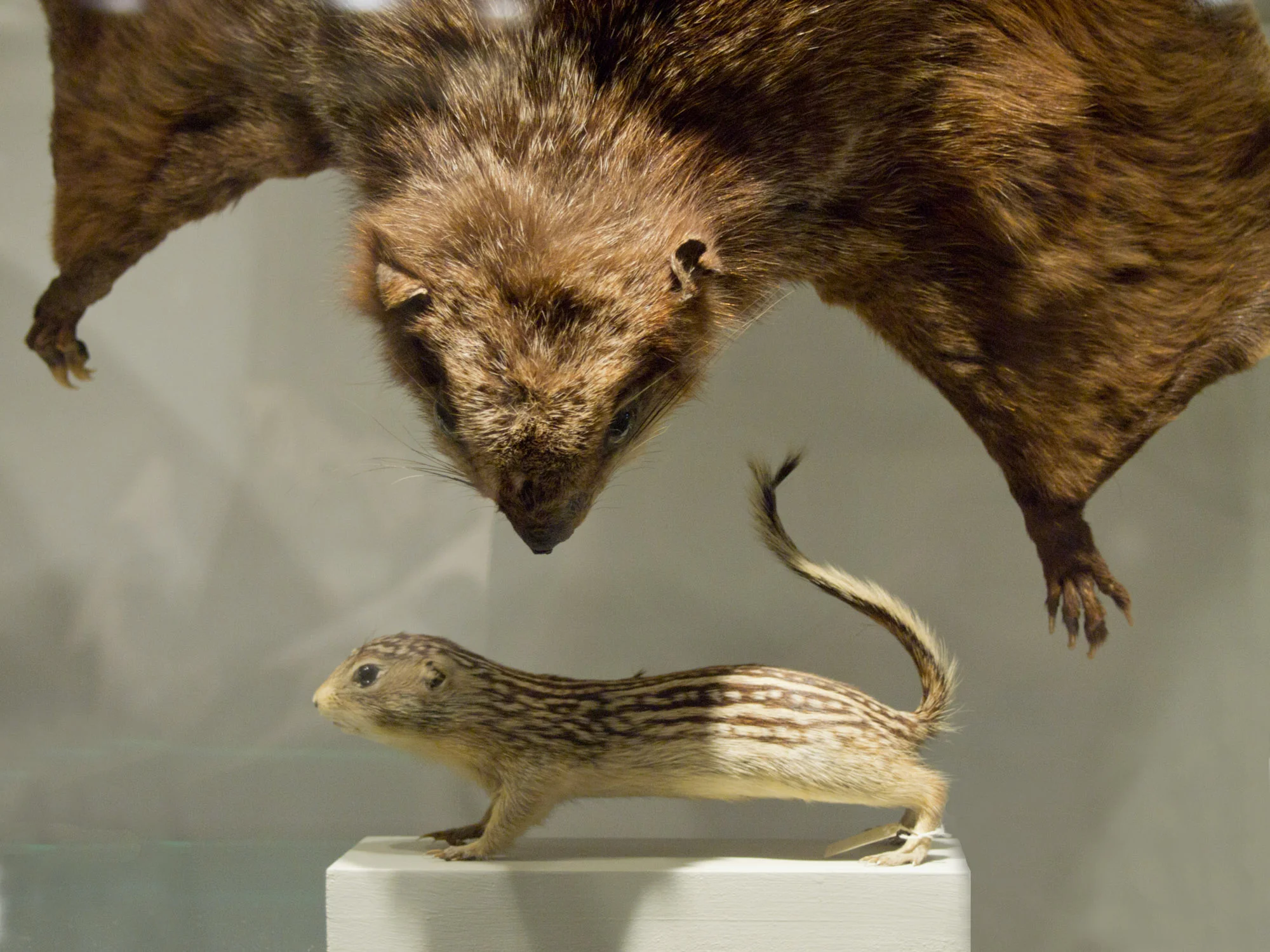 bat and chipmunk.jpg