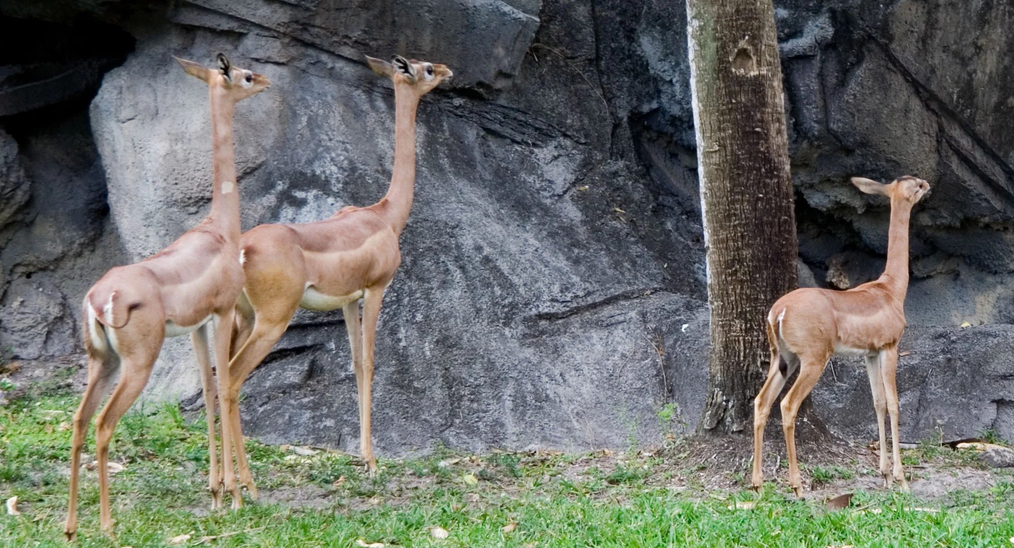 2007.03.MiamiZoo3deer.jpg