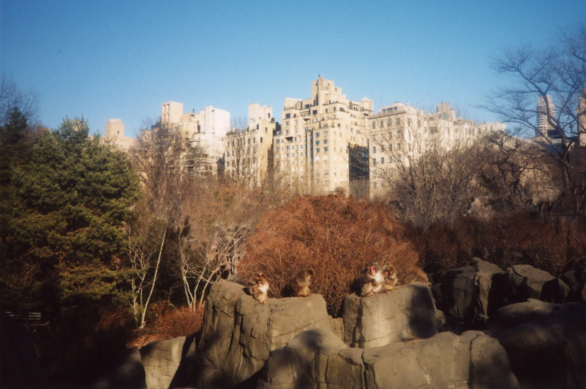 central park monkeys altered.jpg