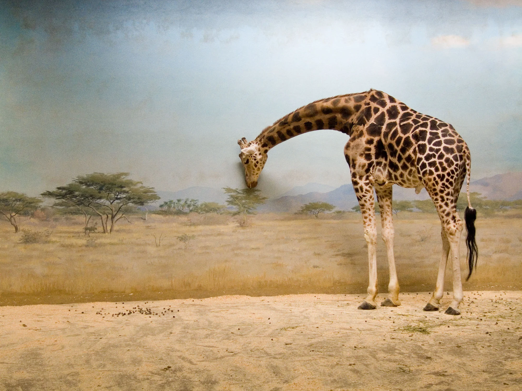 giraffe3.jpg