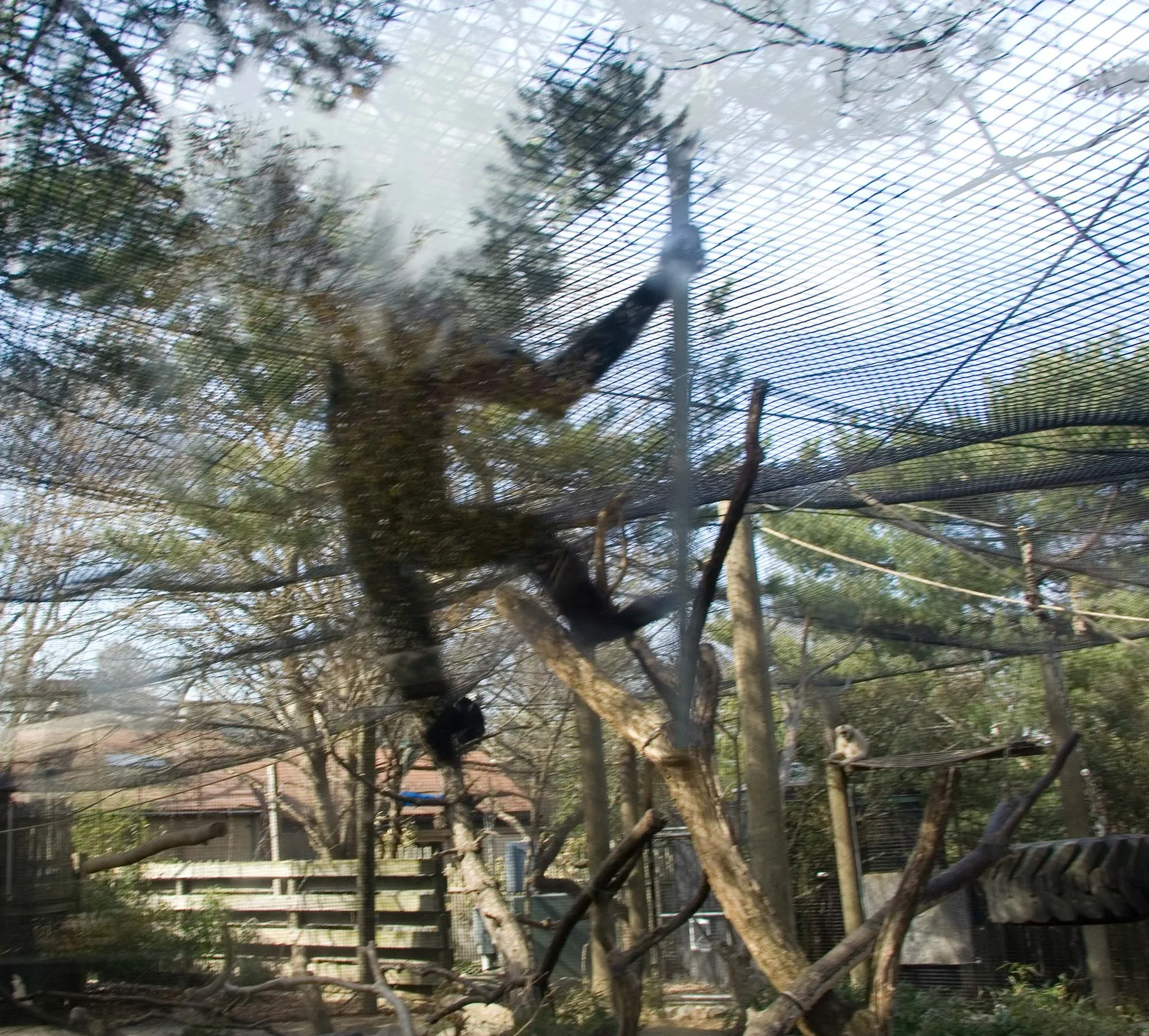 monkey dancing in sky.jpg