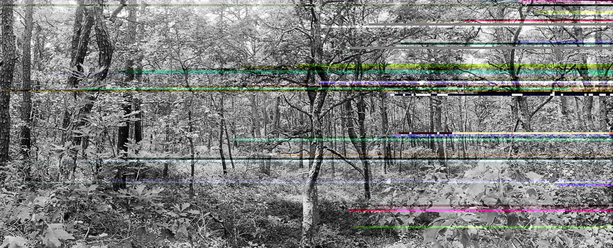 04.wellfleet woods1.16-17 int3.jpg