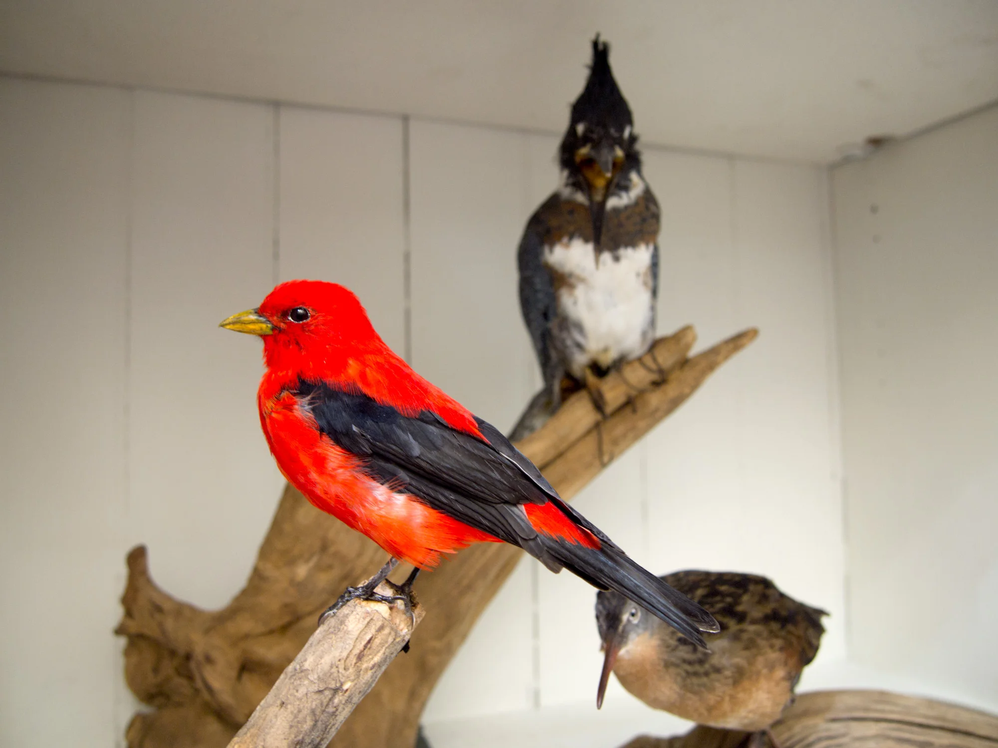 red bird.jpg