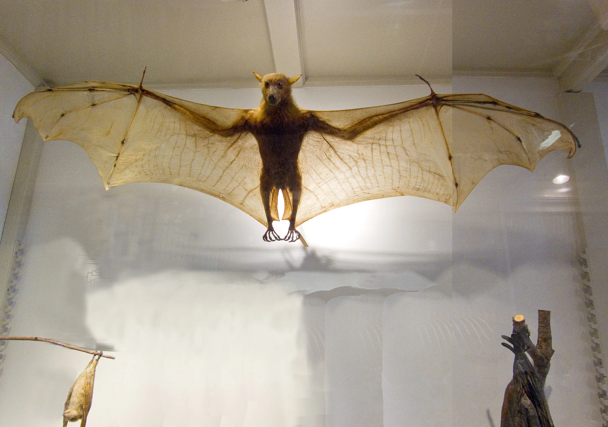IMG_1589bat.jpg